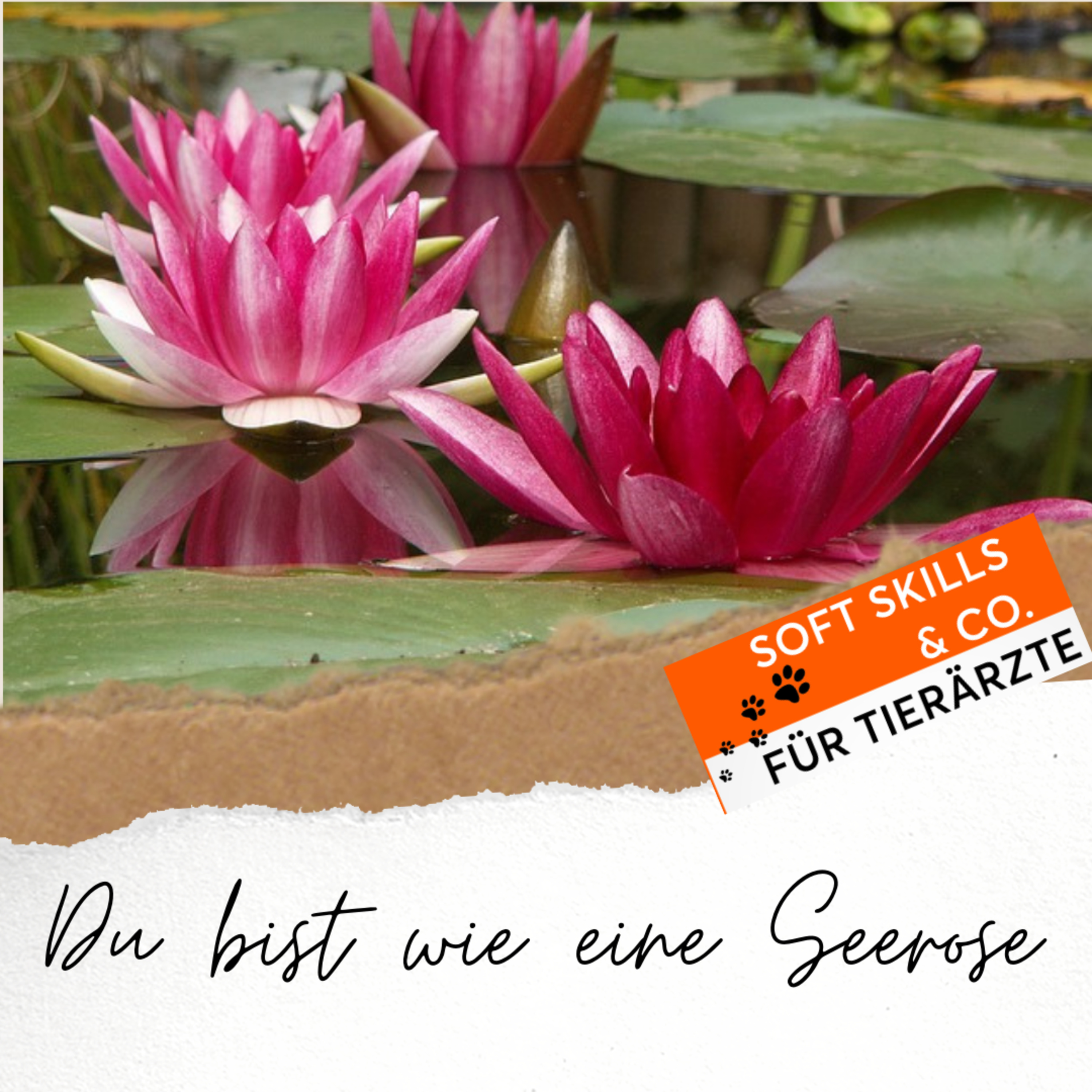 Soft Skills & Co. für Tierärzte