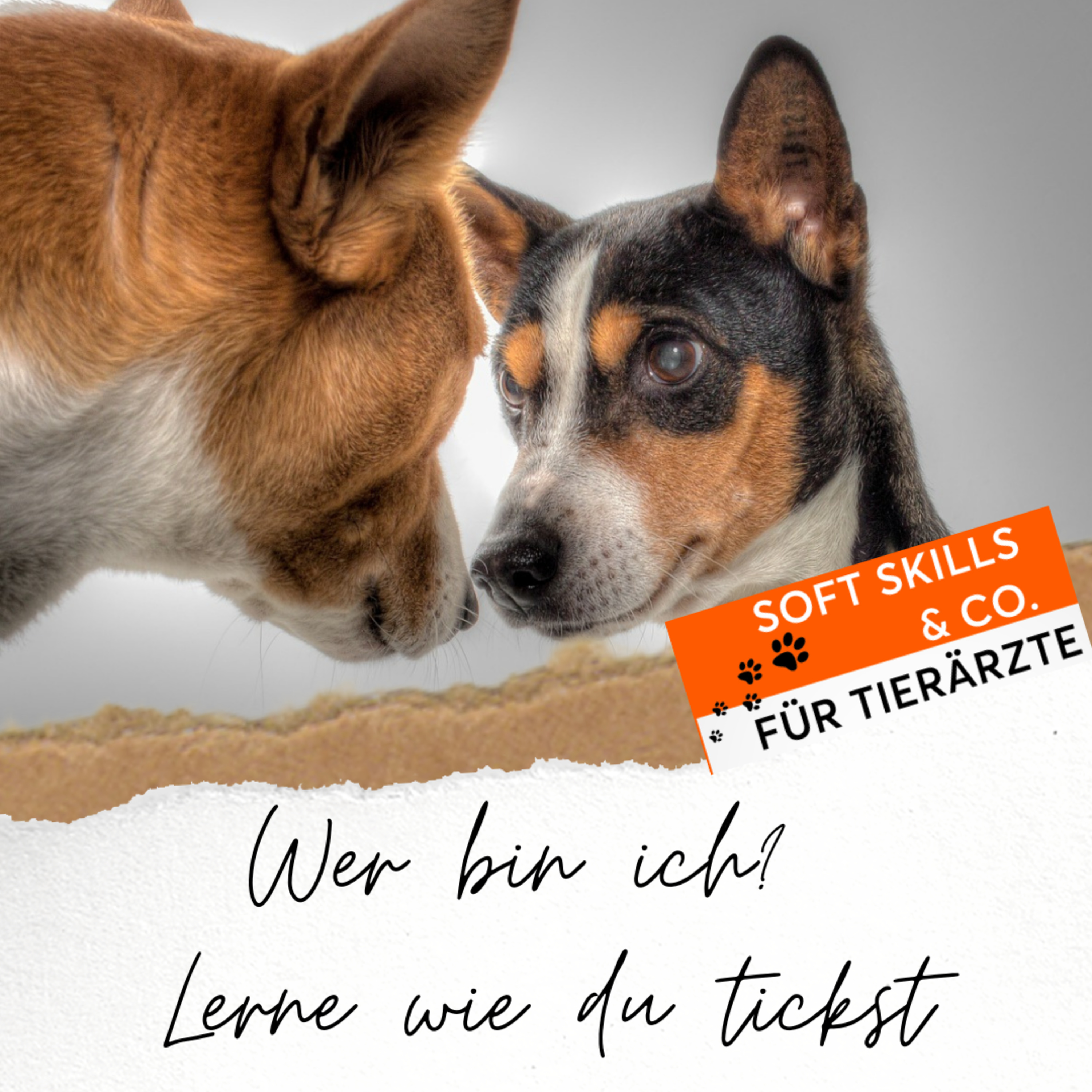 Soft Skills & Co. für Tierärzte