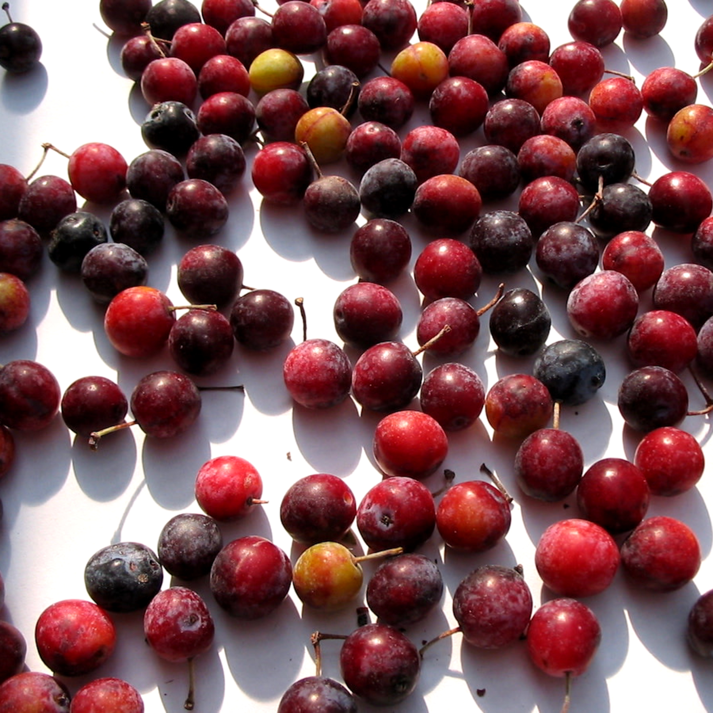 PLR 26: Prunus Maritima w/ Nuts and Bolts Nursery Co-op episode artwork