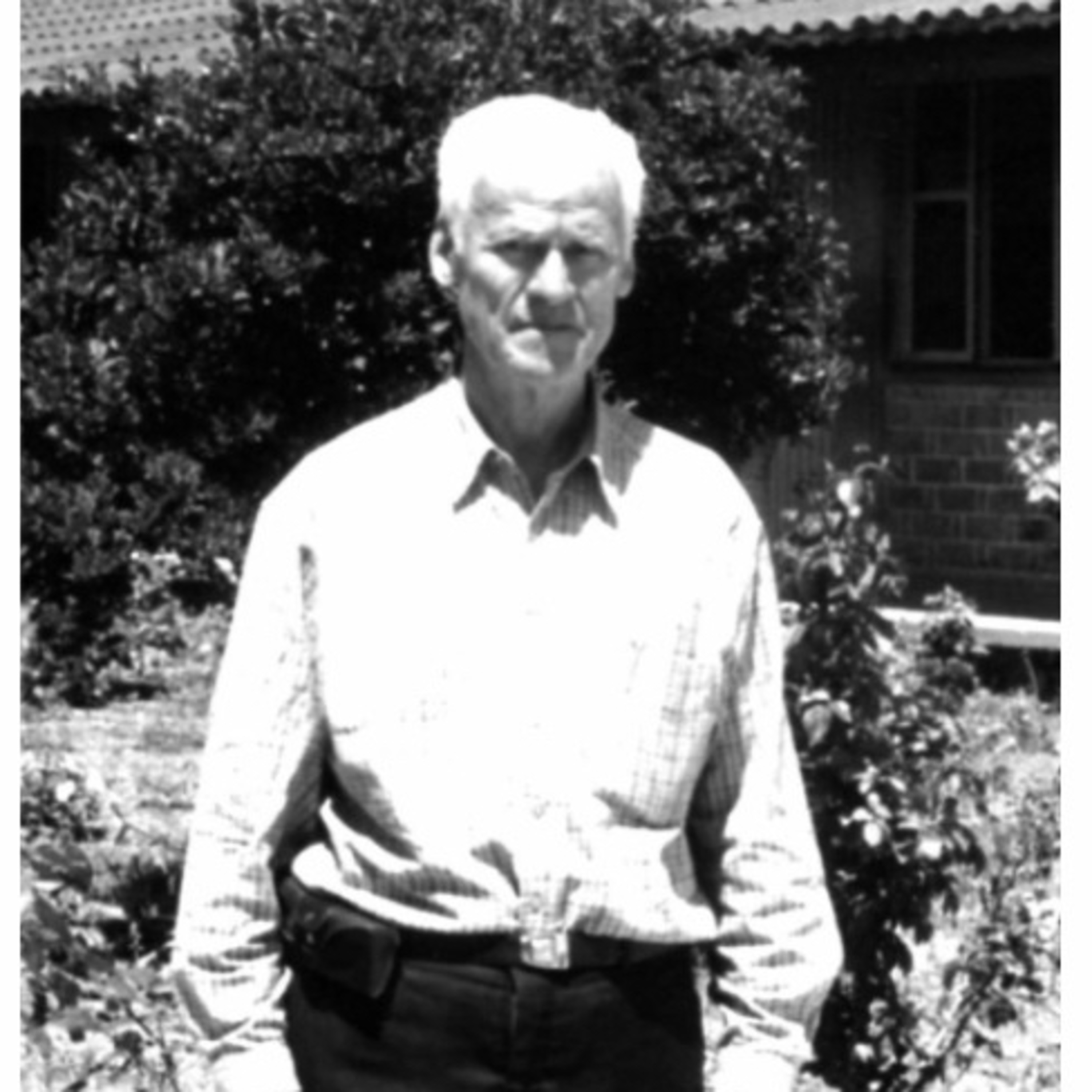 Cendradillas paraíso con olor a pino