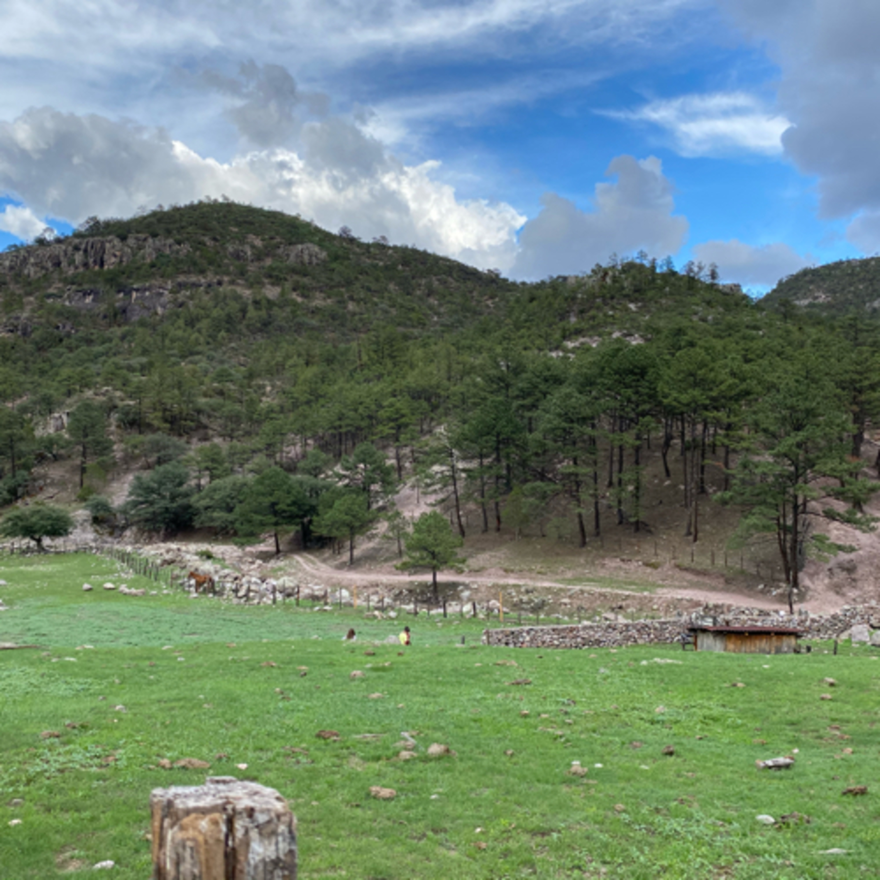 Cendradillas paraíso con olor a pino