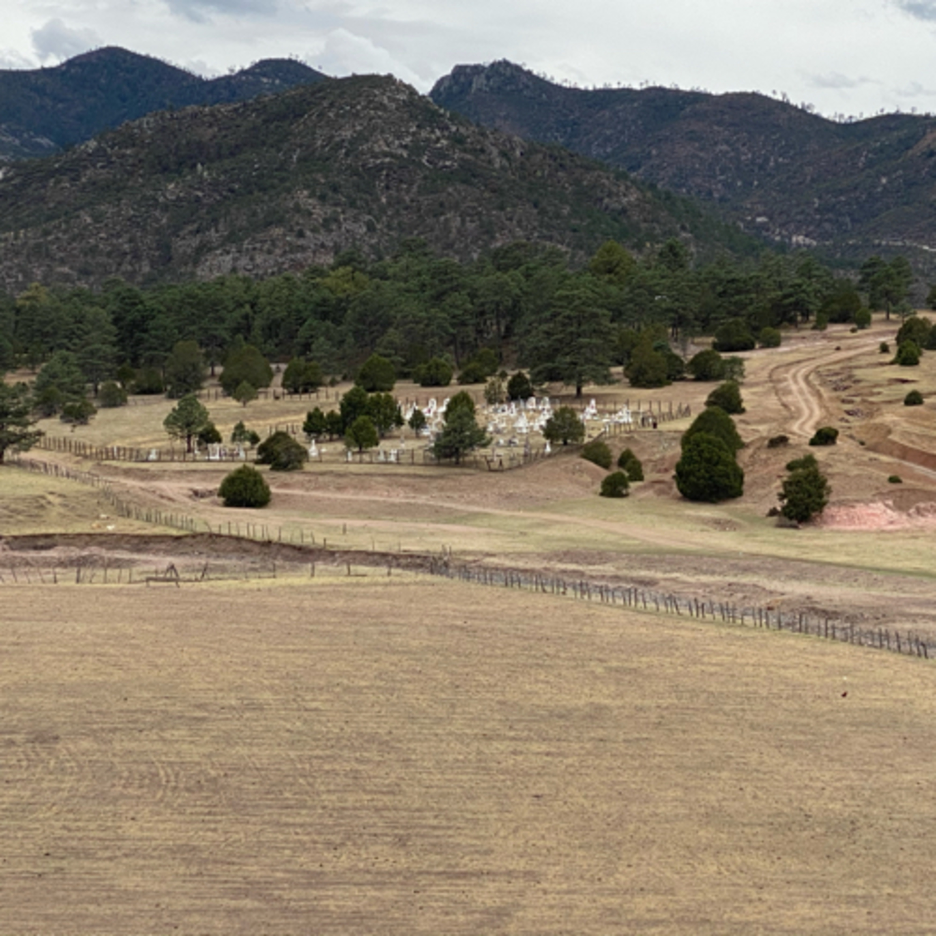 Cendradillas paraíso con olor a pino