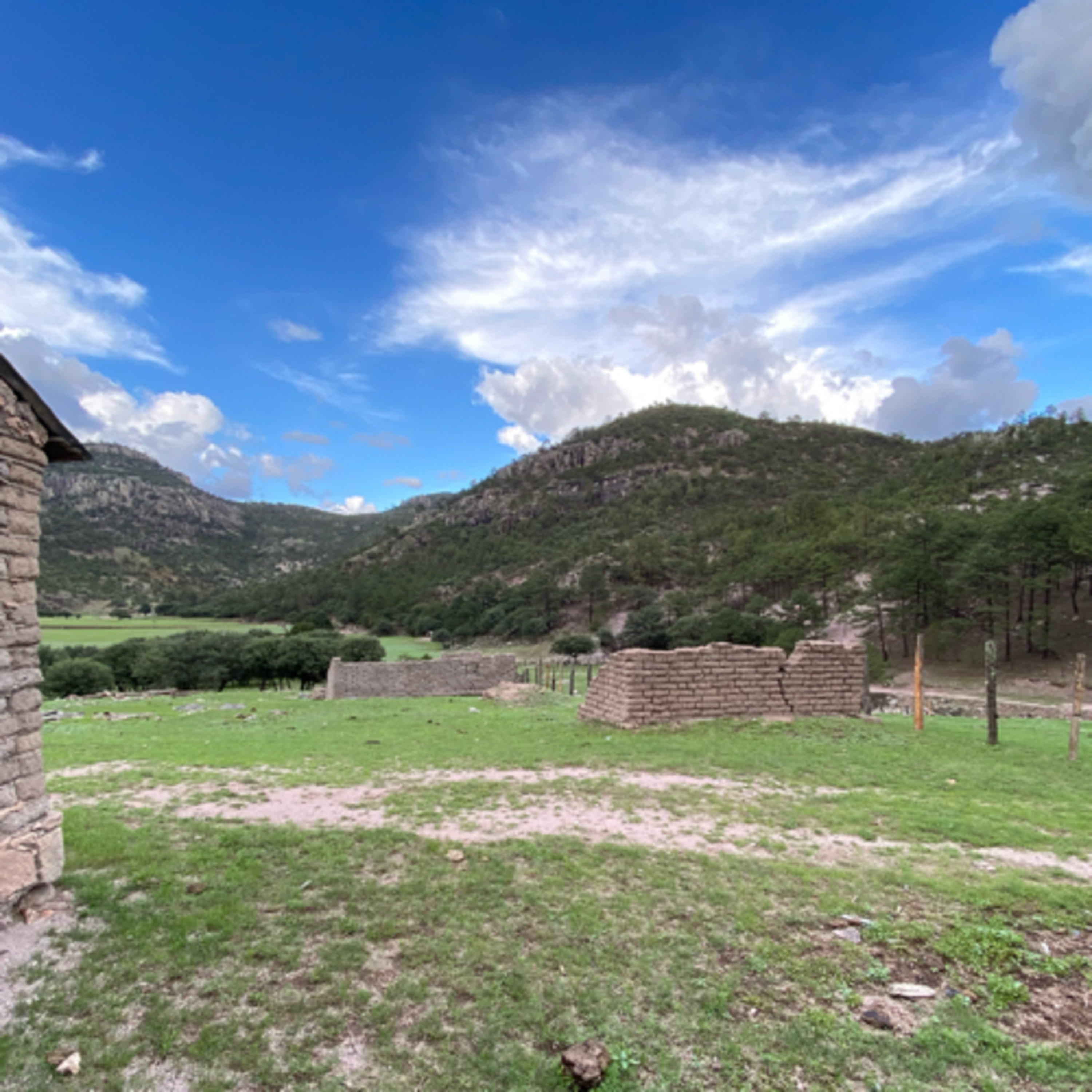 Cendradillas paraíso con olor a pino