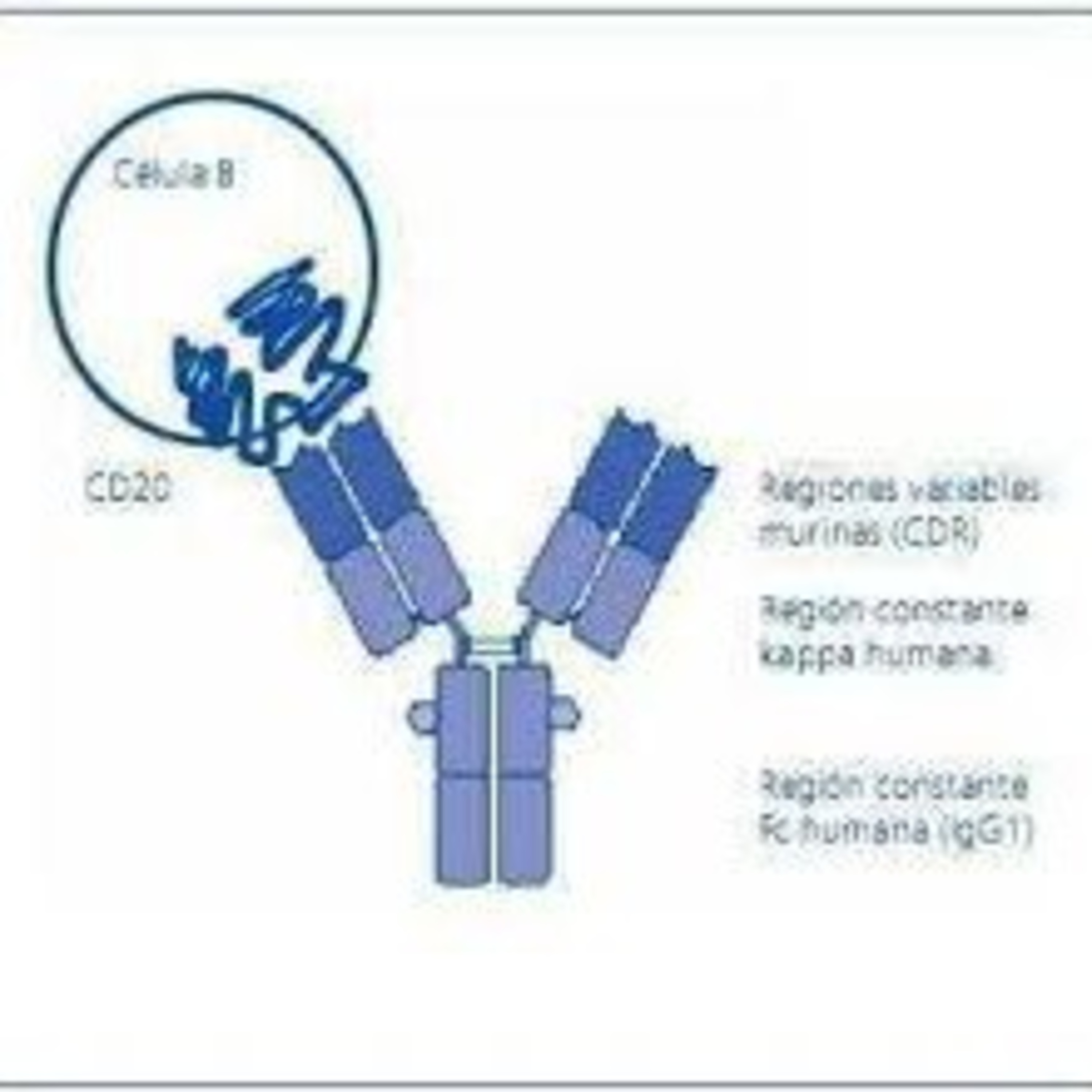 Reumatologia : Anti CD20