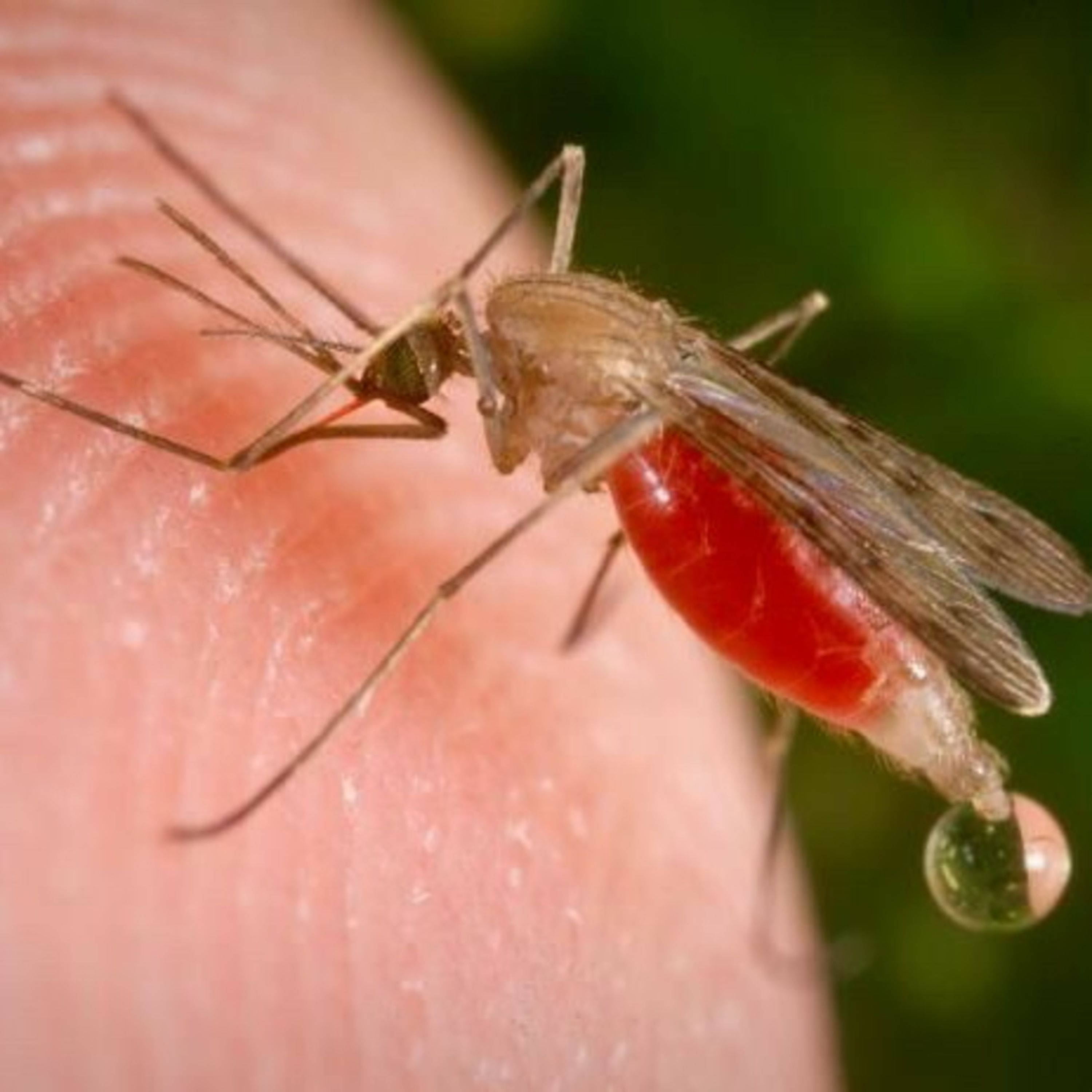 1. Malaria Medication: Taking malaria medication is highly advisable. episode artwork