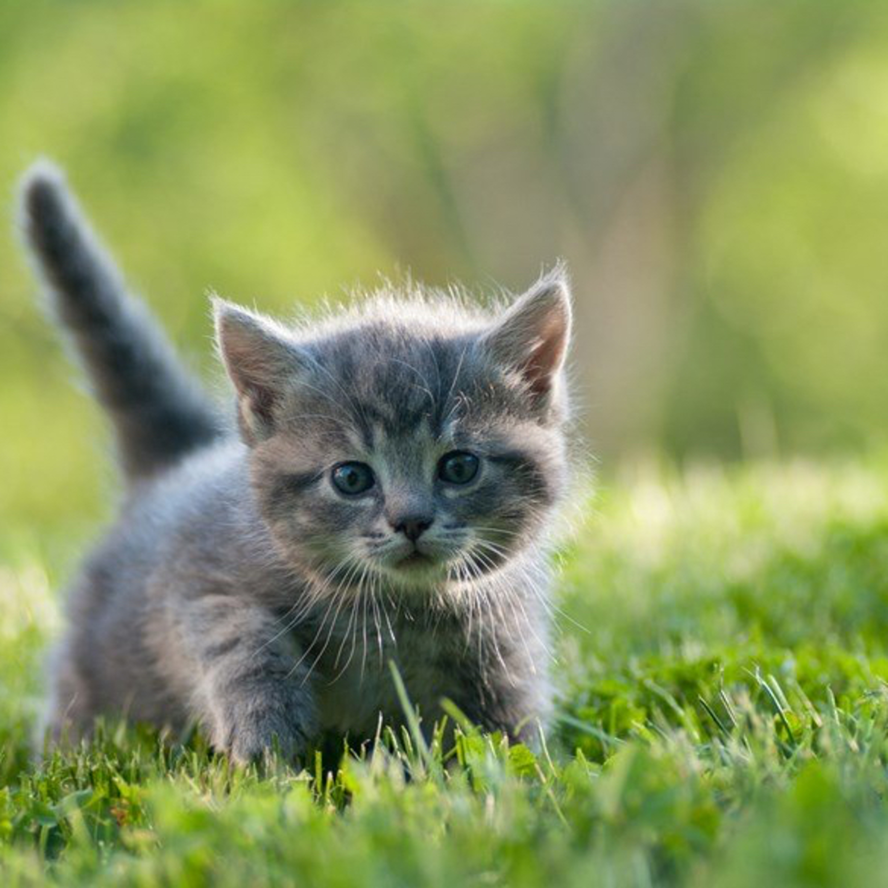 Topsy the Kitten episode artwork