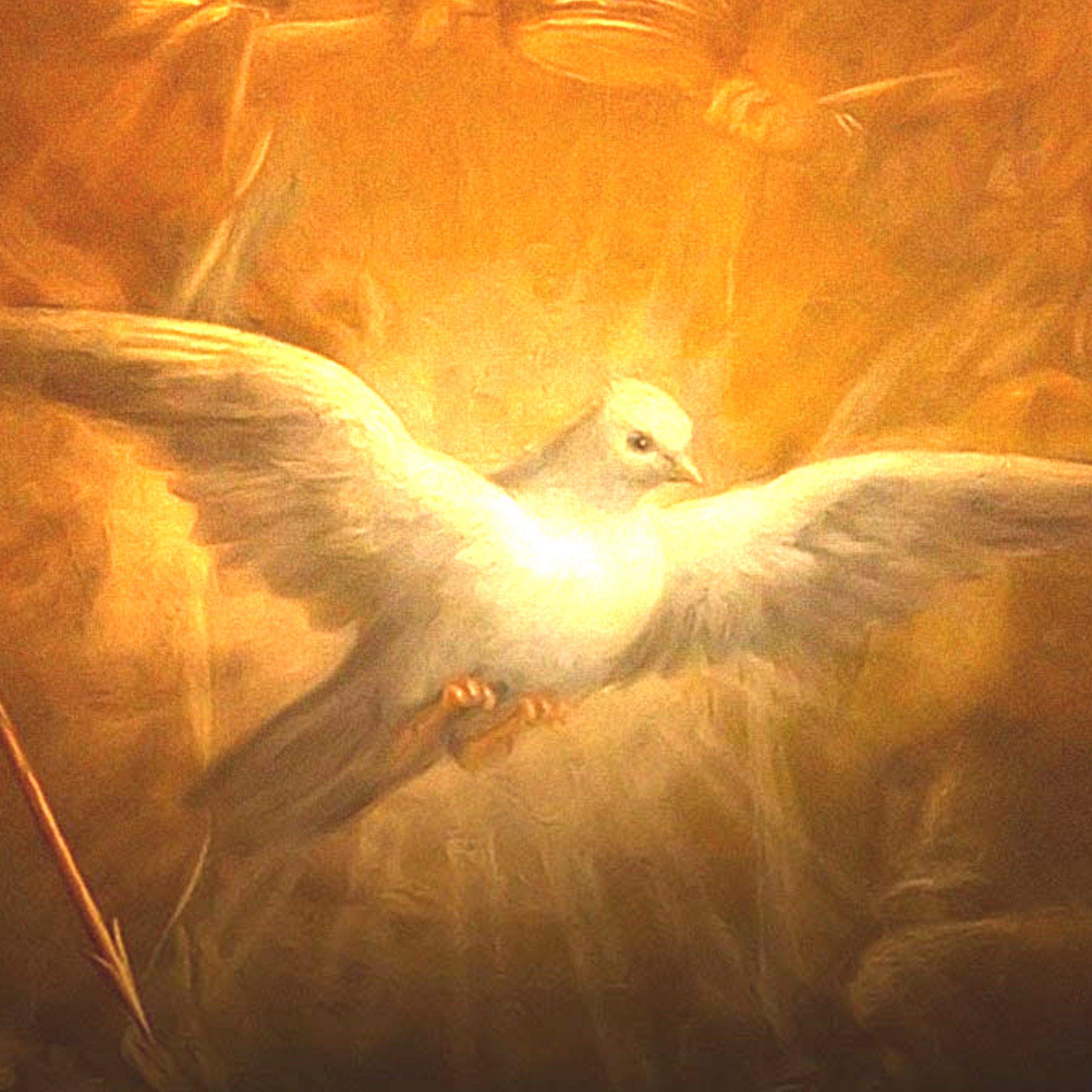 Vox Immaculatae