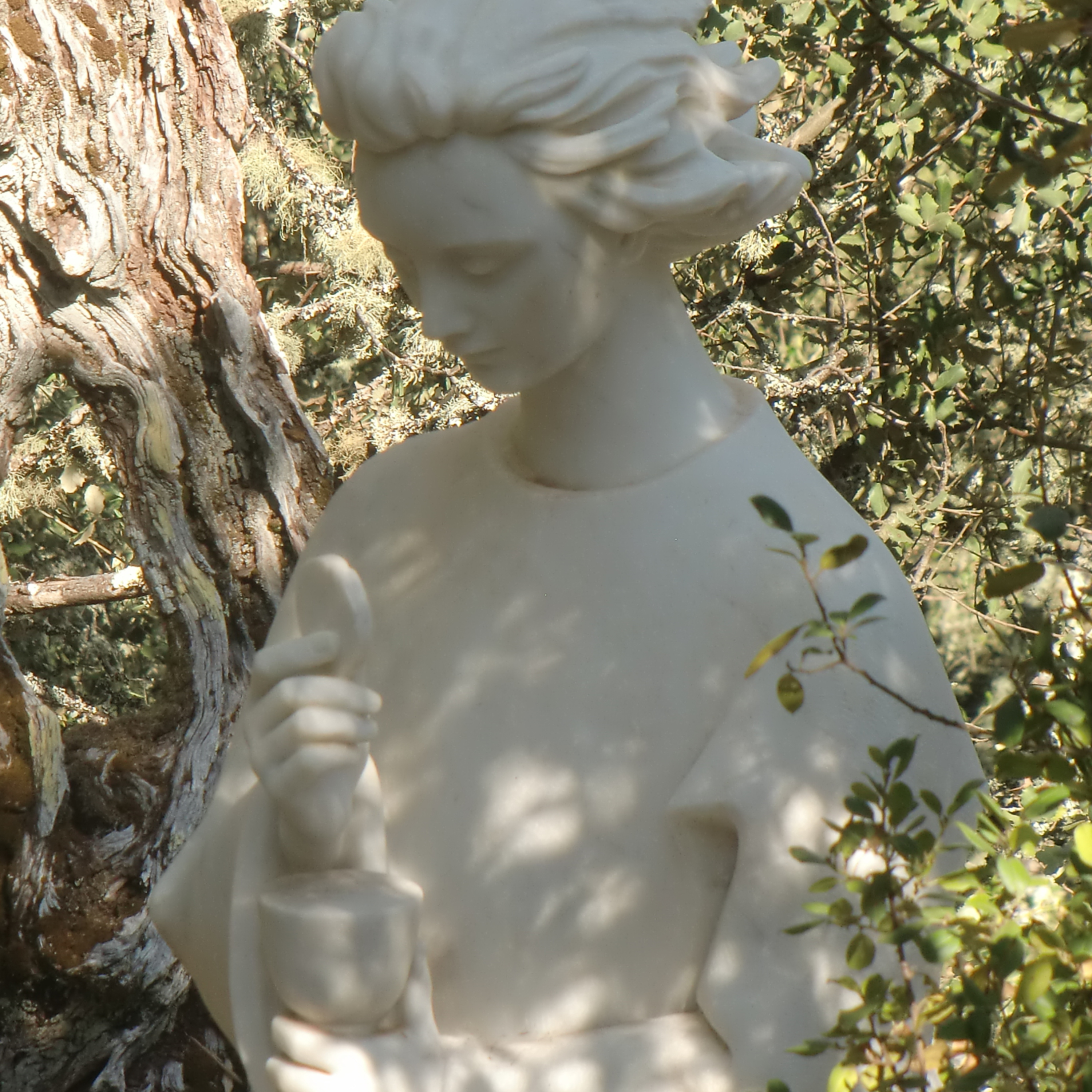 Vox Immaculatae