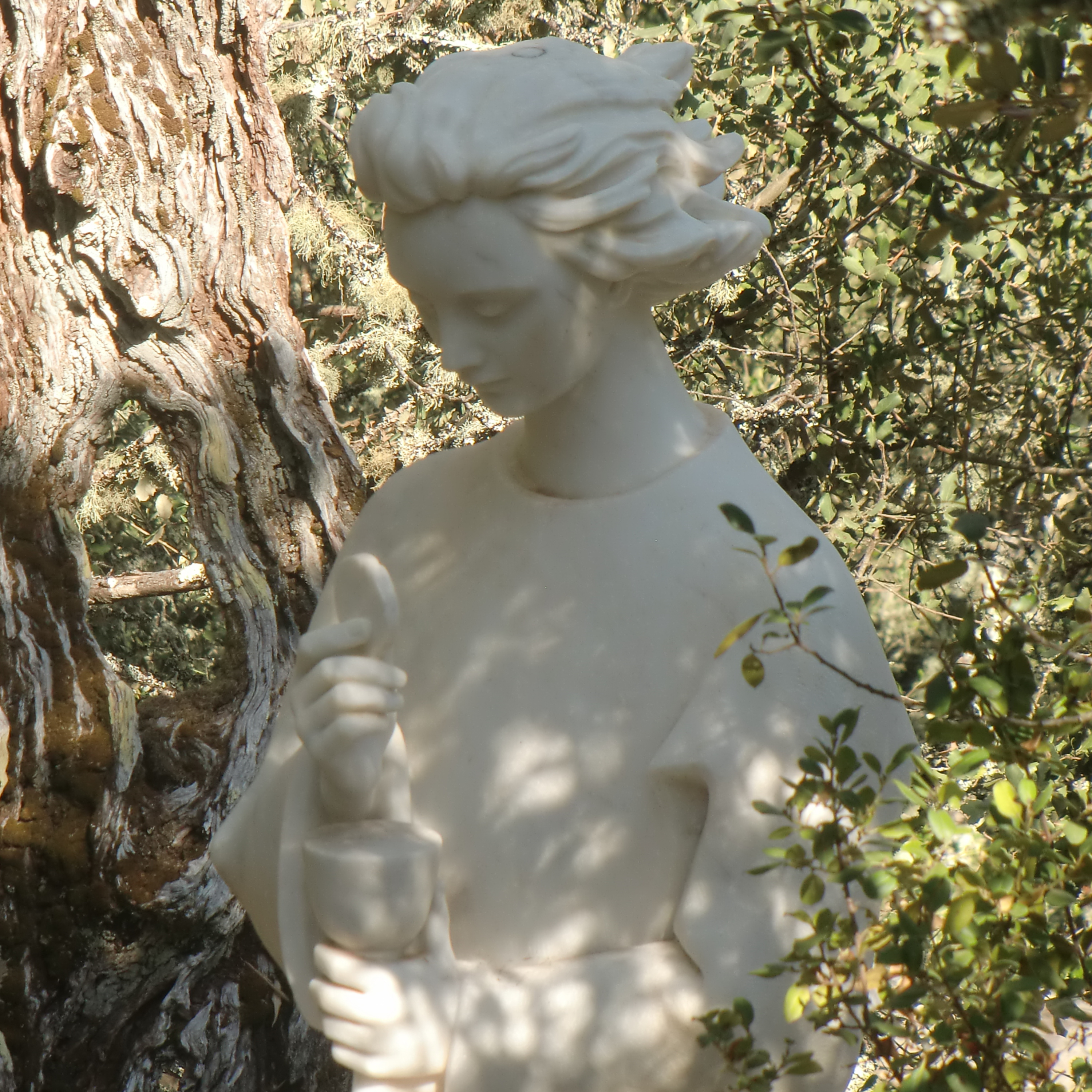 Vox Immaculatae