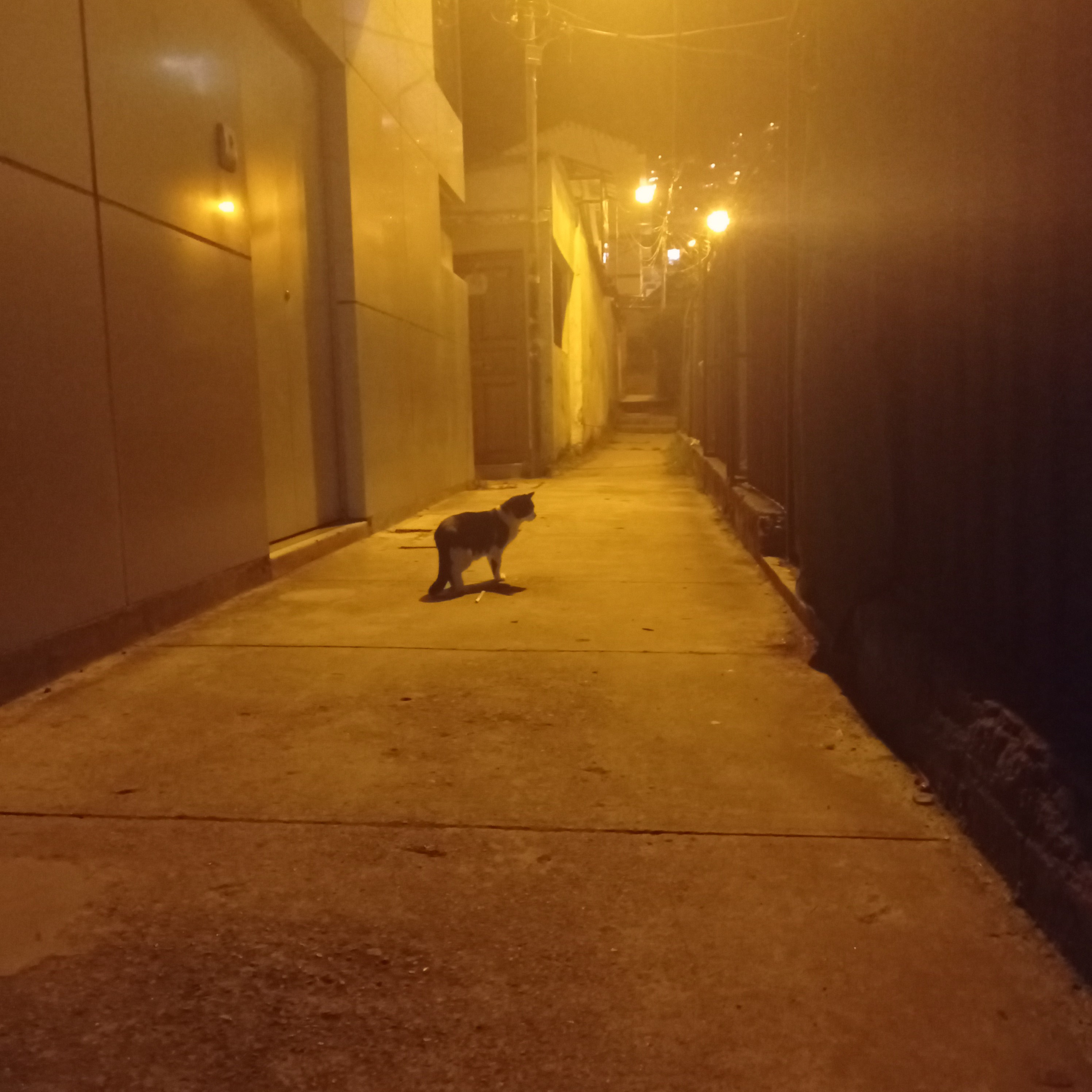 La Vida Con Una Loca Cuerda.