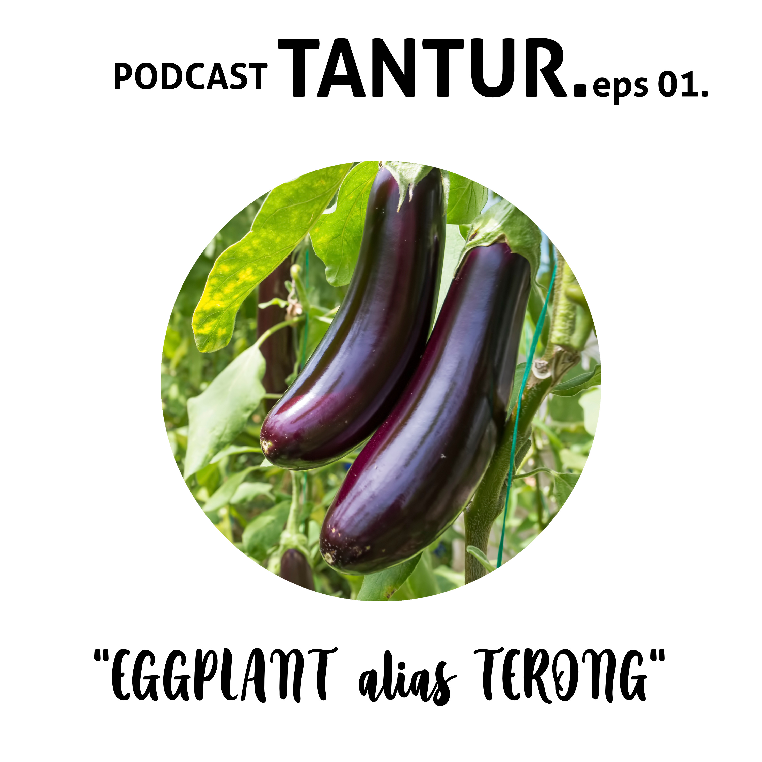 EGGPLANT alias TERONG