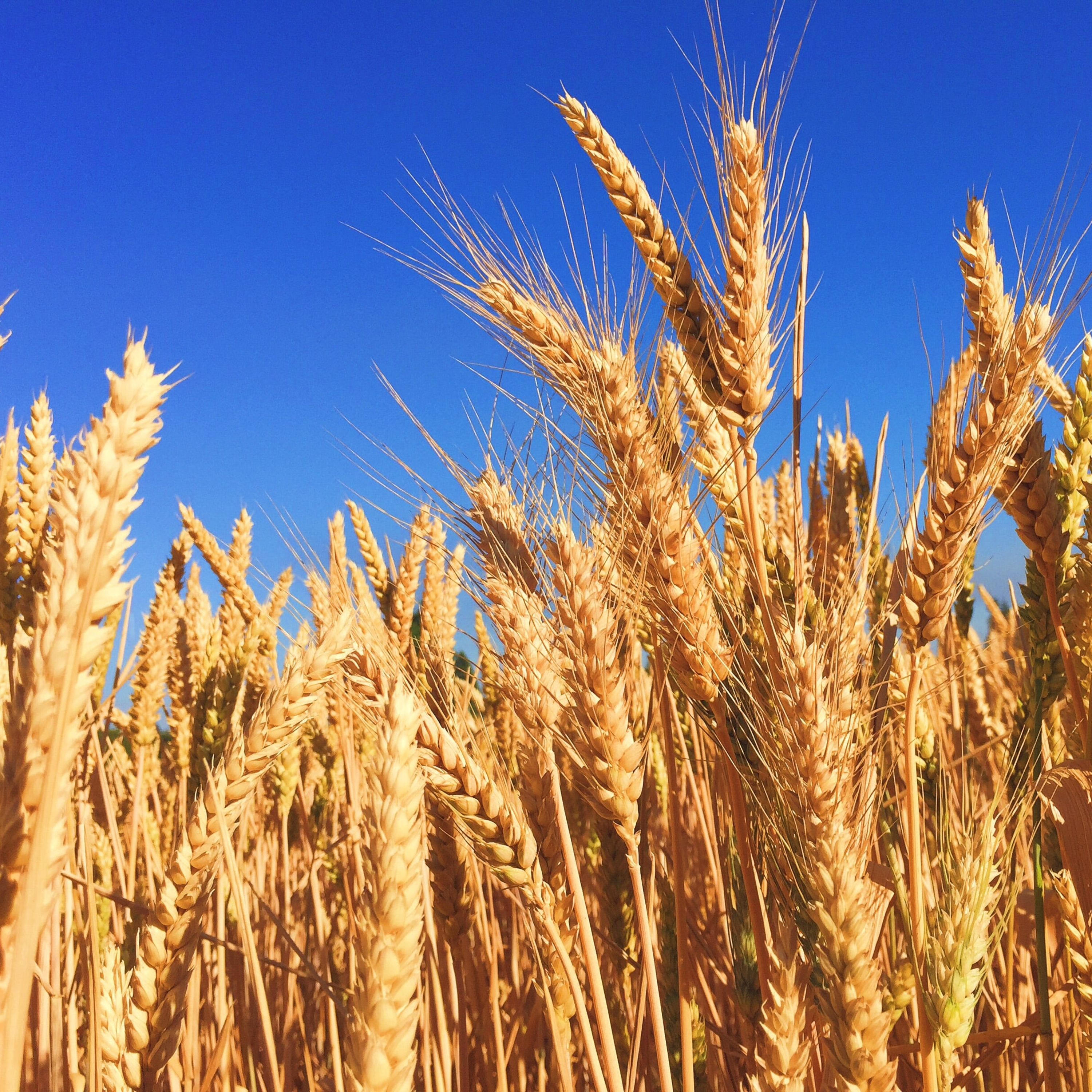 DistinctlyBlessed The Podcast