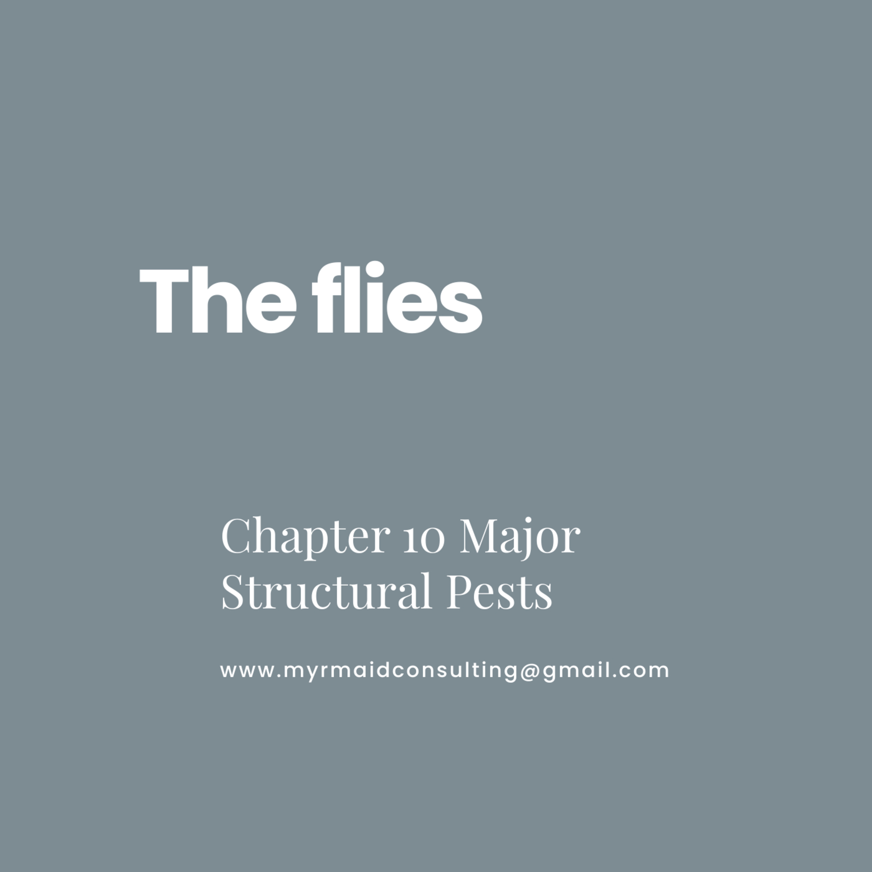 The flies