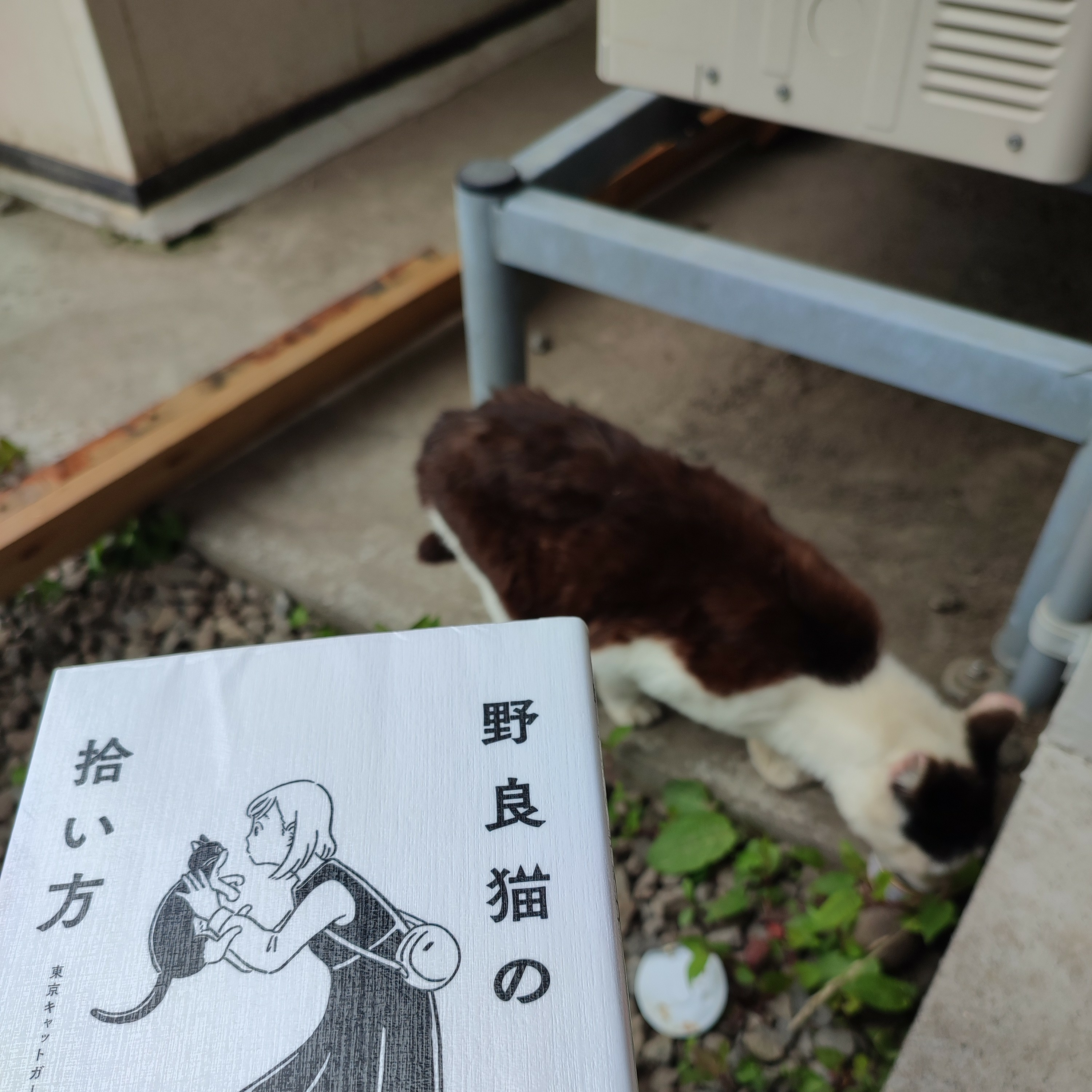 図書館に行ってきました