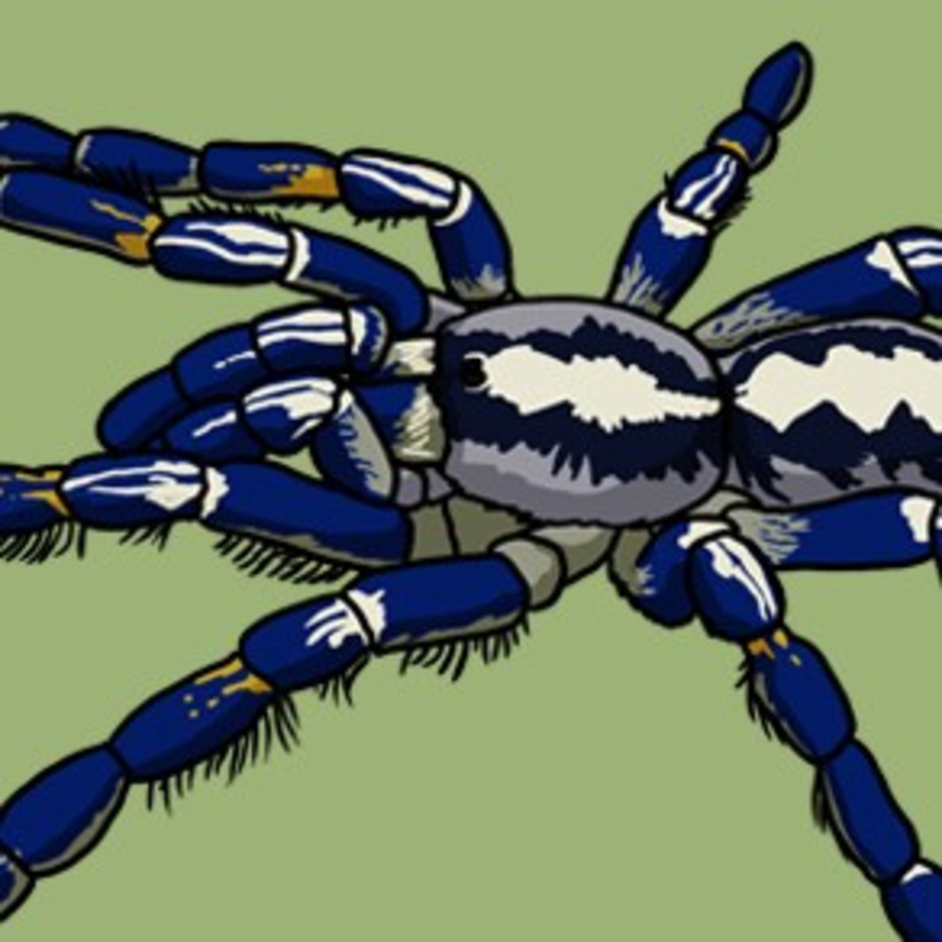 A stunning sapphire spider episode artwork