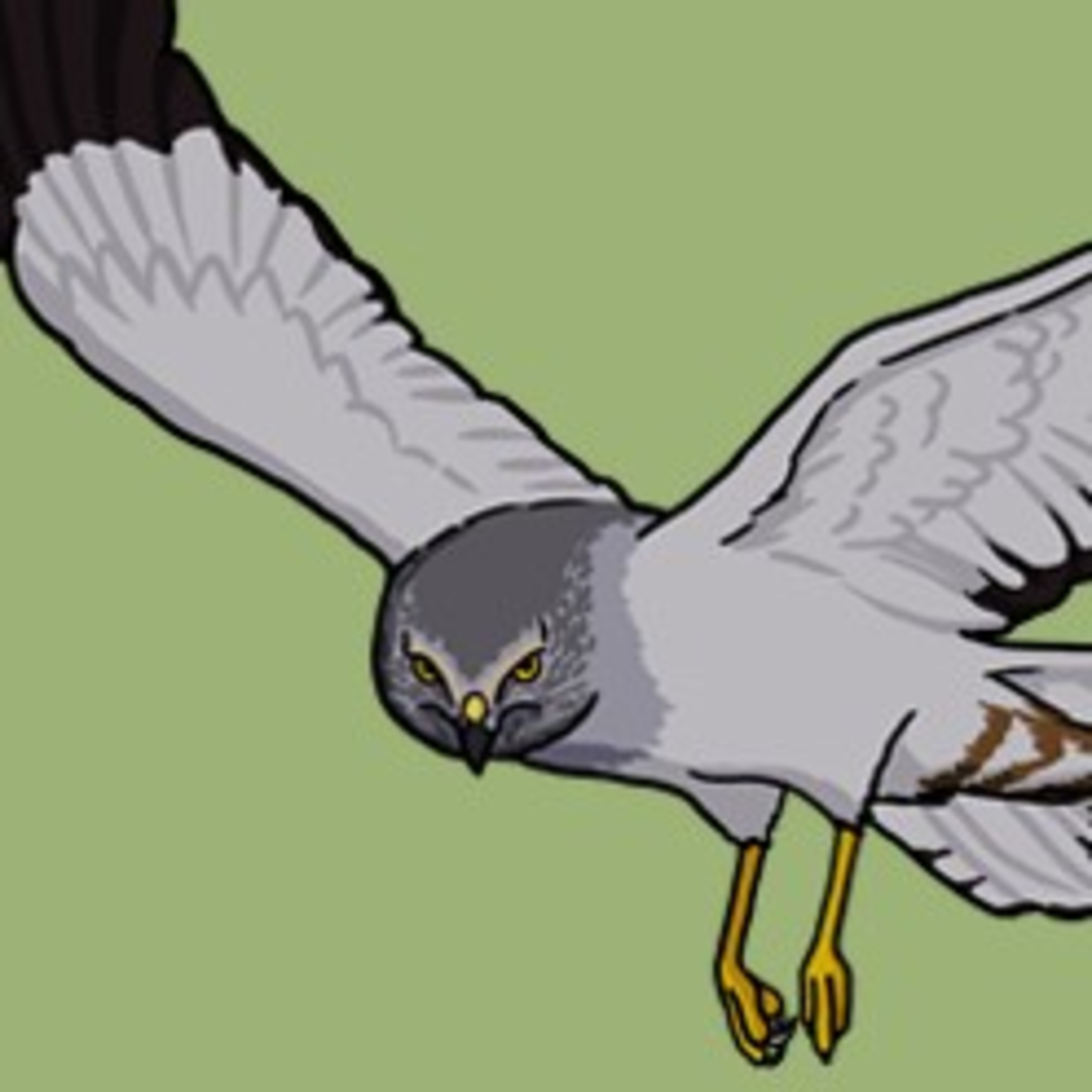 Moor trouble for hen harriers episode artwork