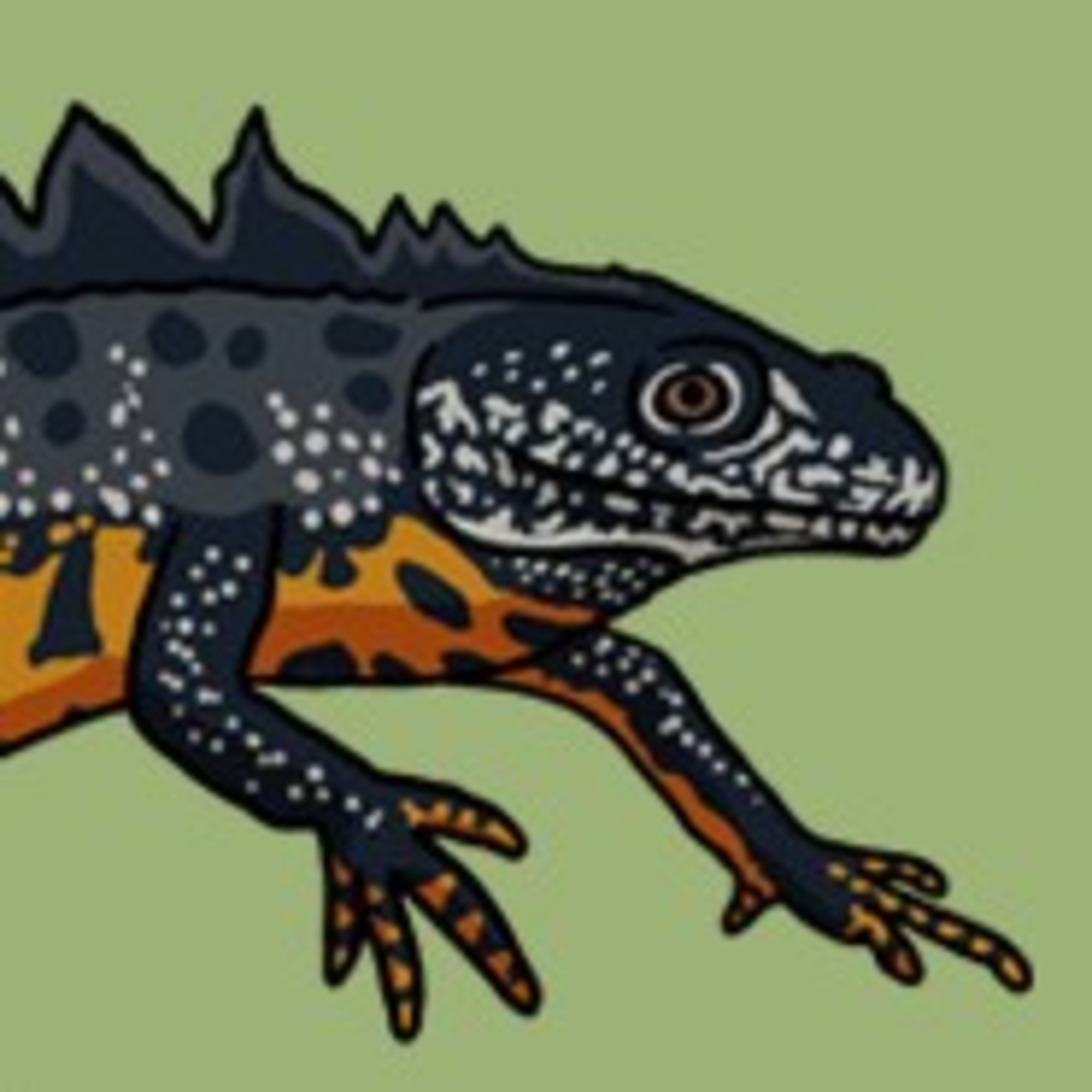 A warty pond dragon  episode artwork