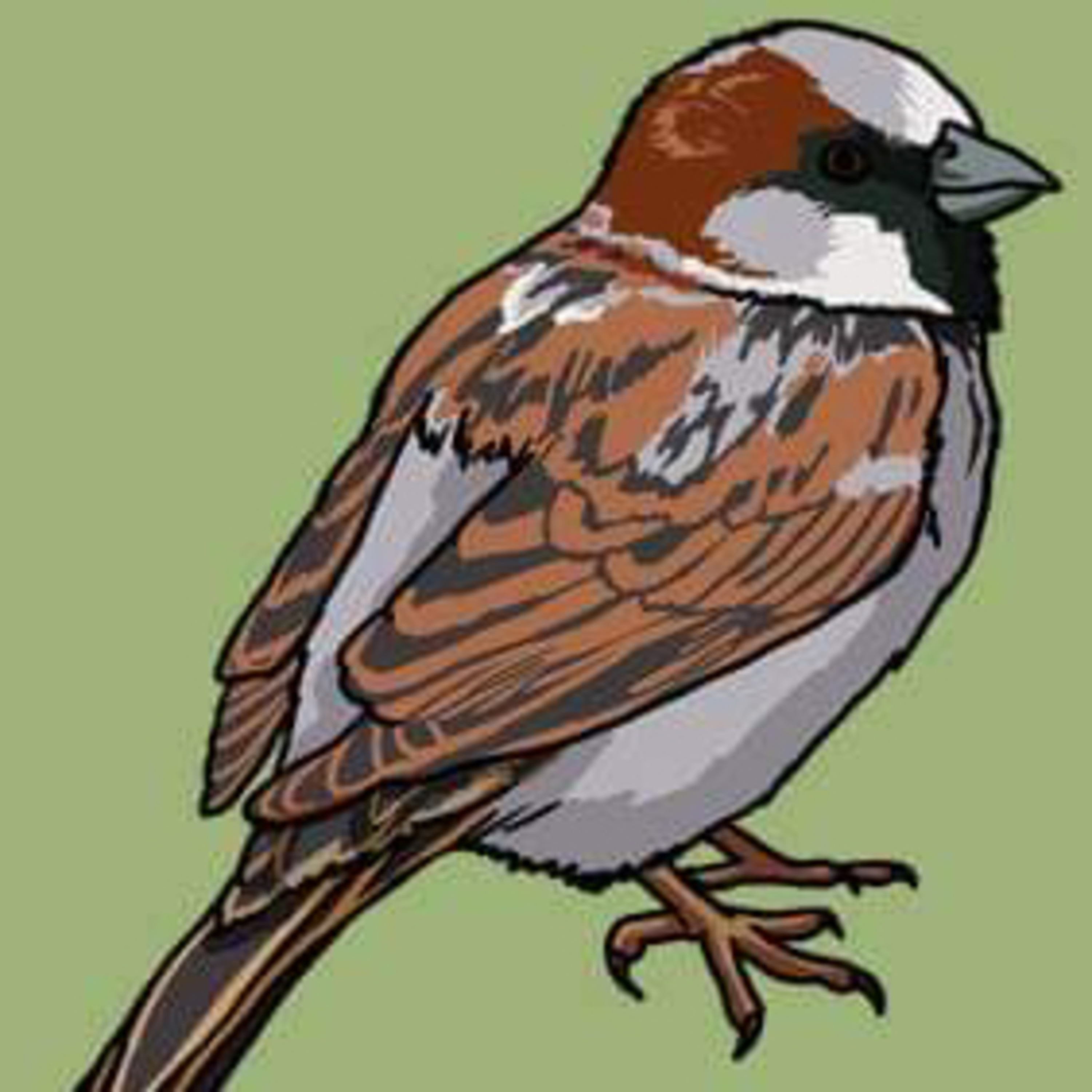 A household bird episode artwork