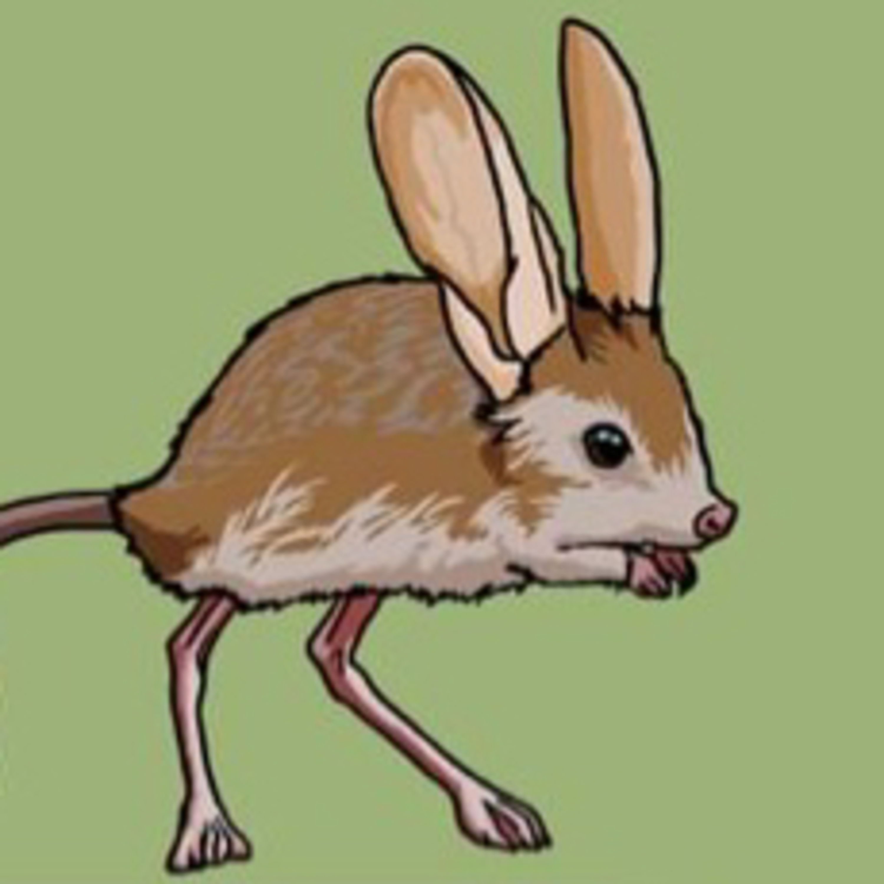 A desert dwelling rodent episode artwork
