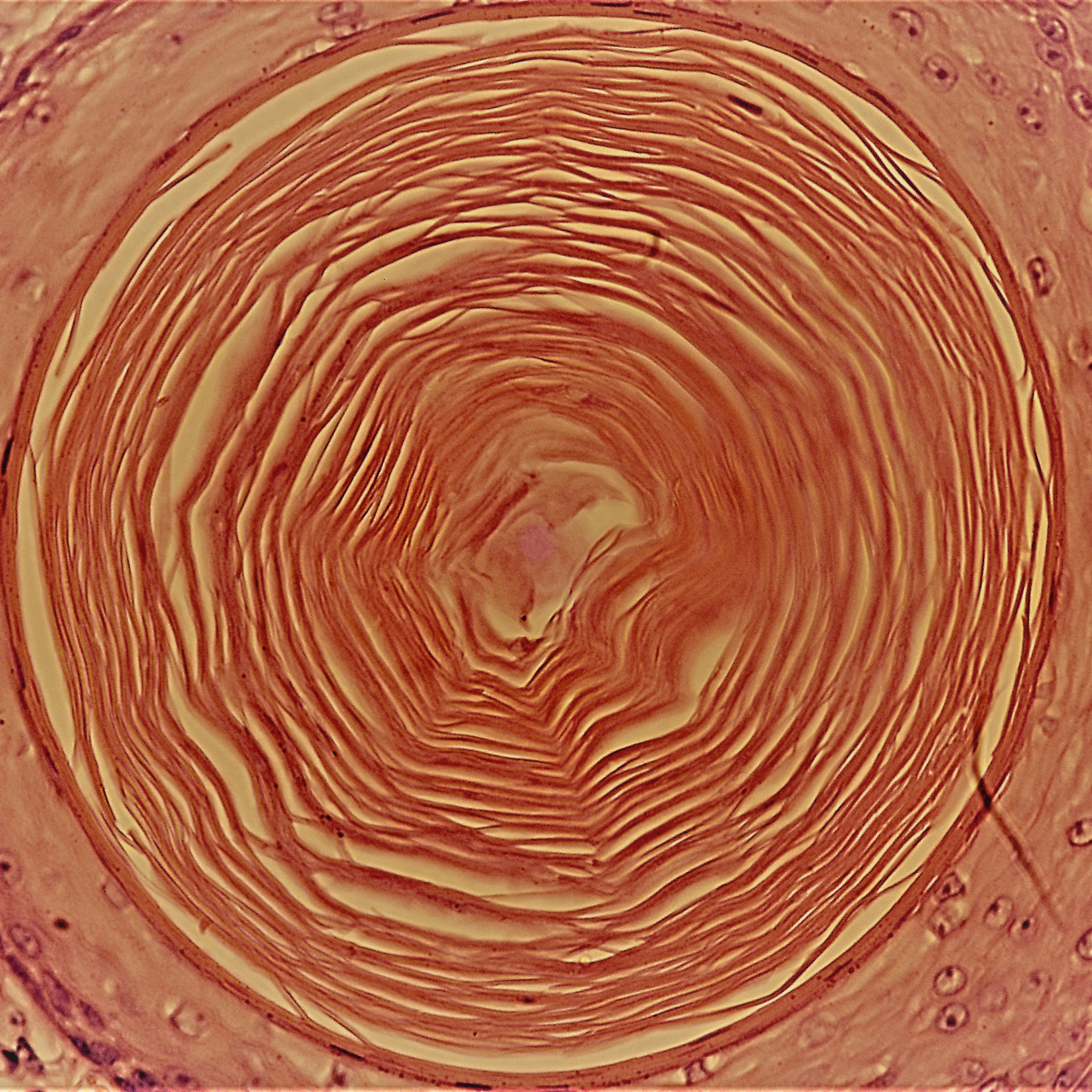 Arte sob o Microscópio