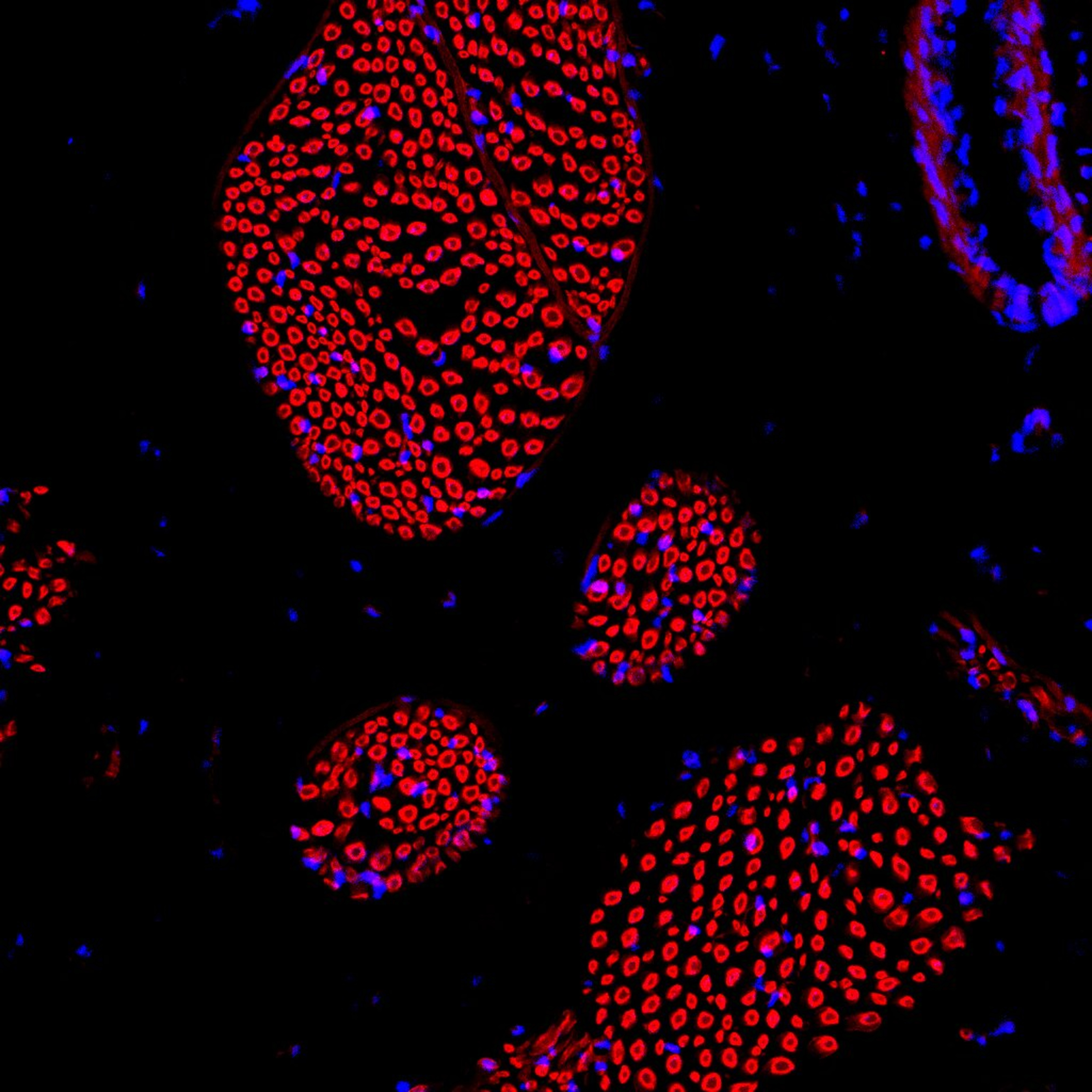 Arte sob o Microscópio