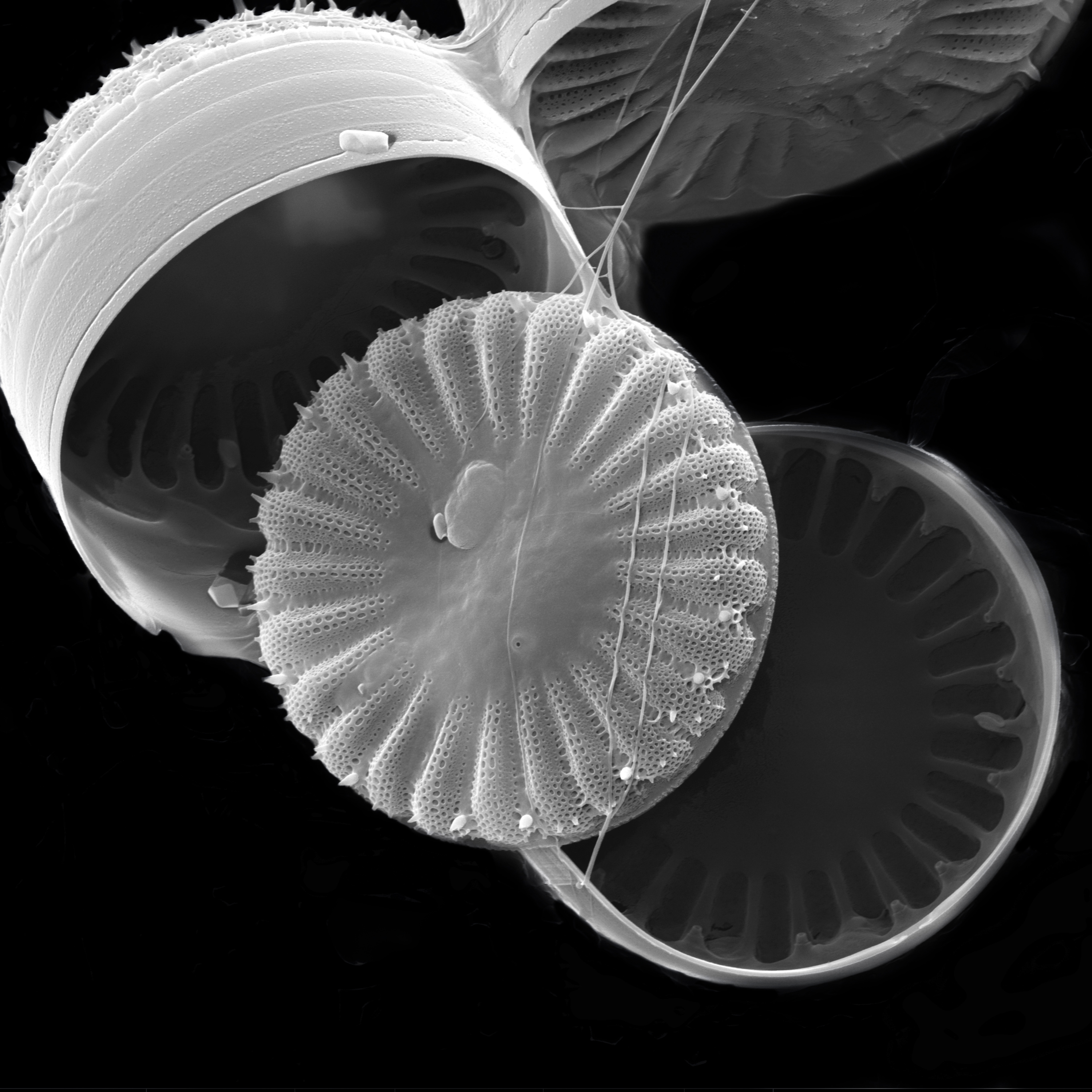 Arte sob o Microscópio