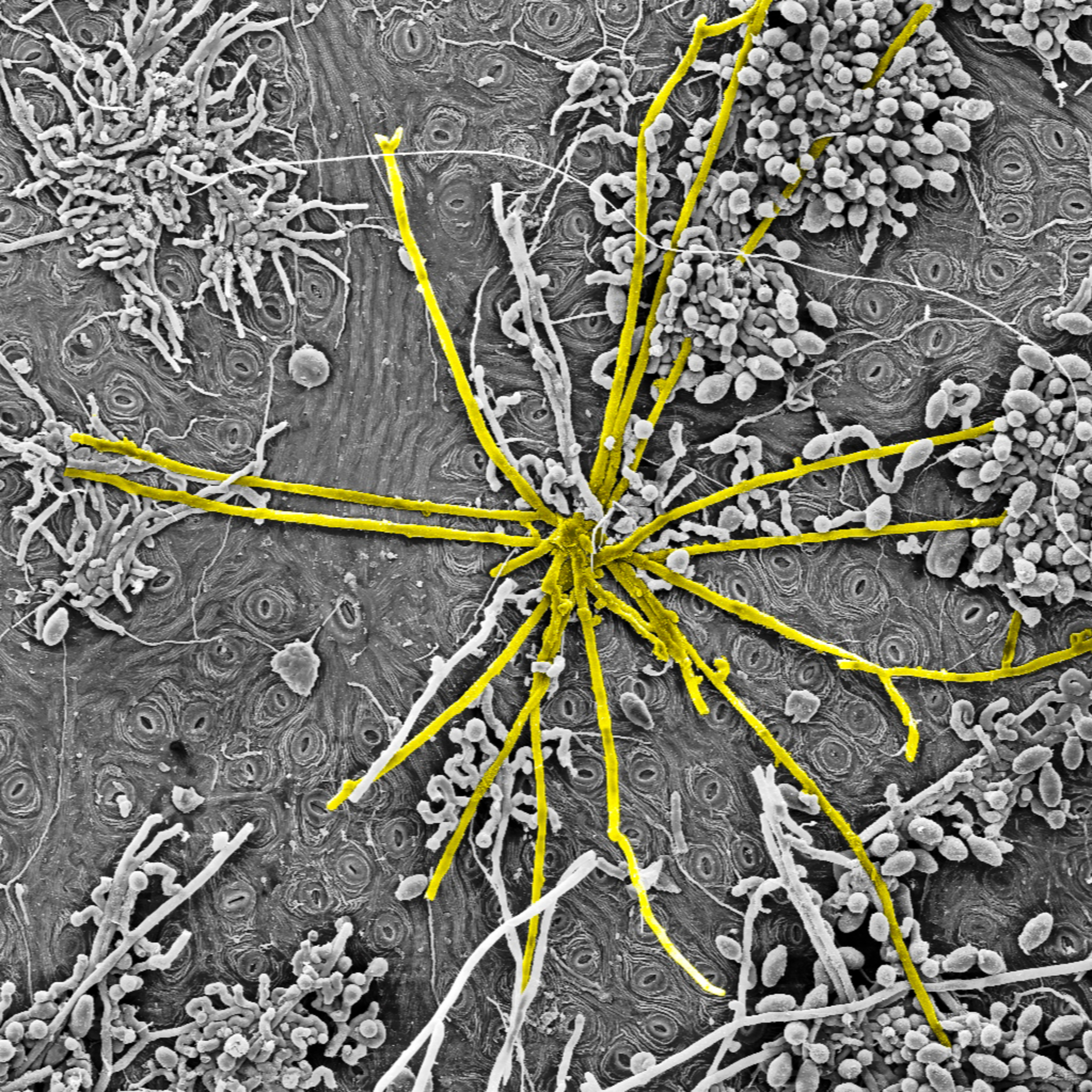 Arte sob o Microscópio