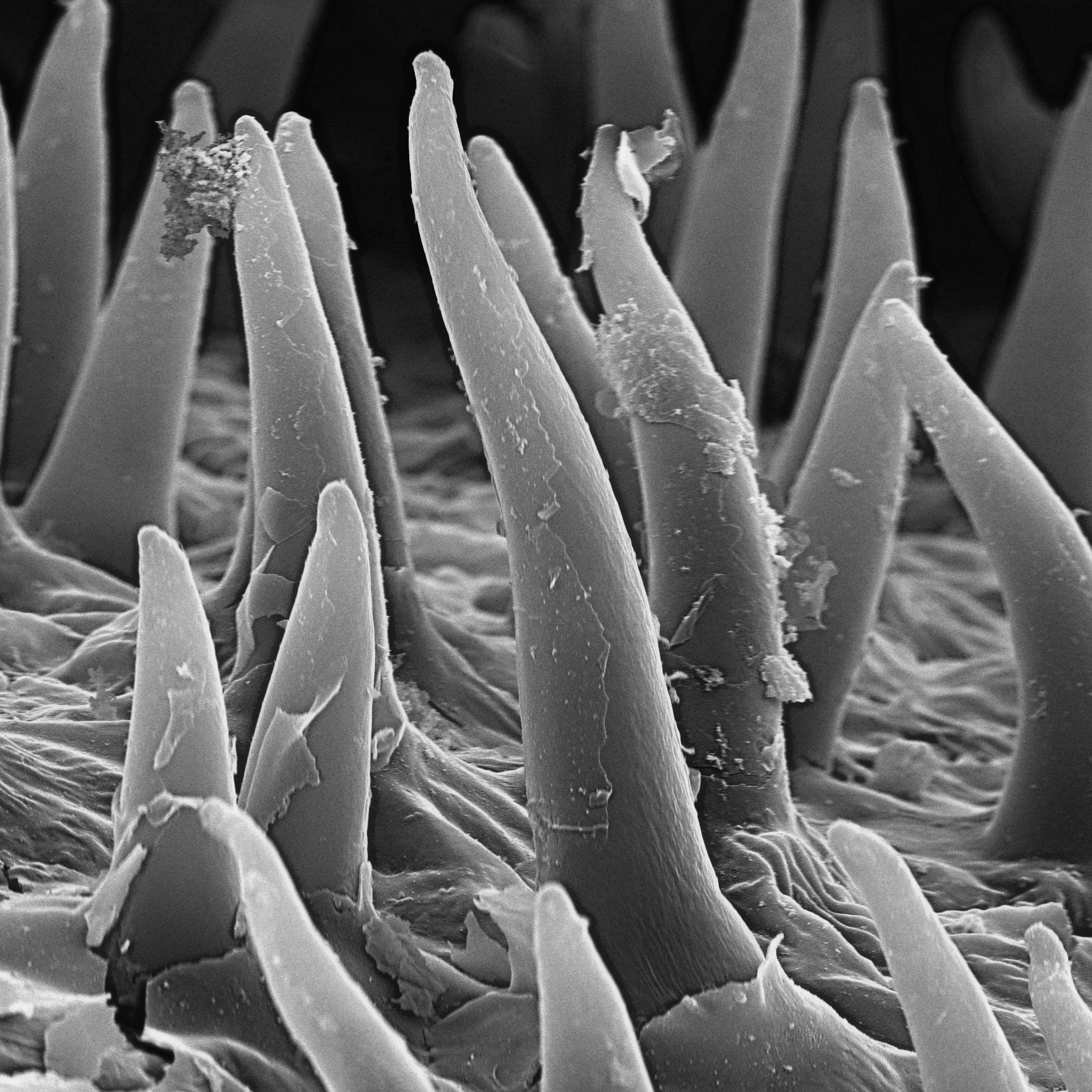 Arte sob o Microscópio