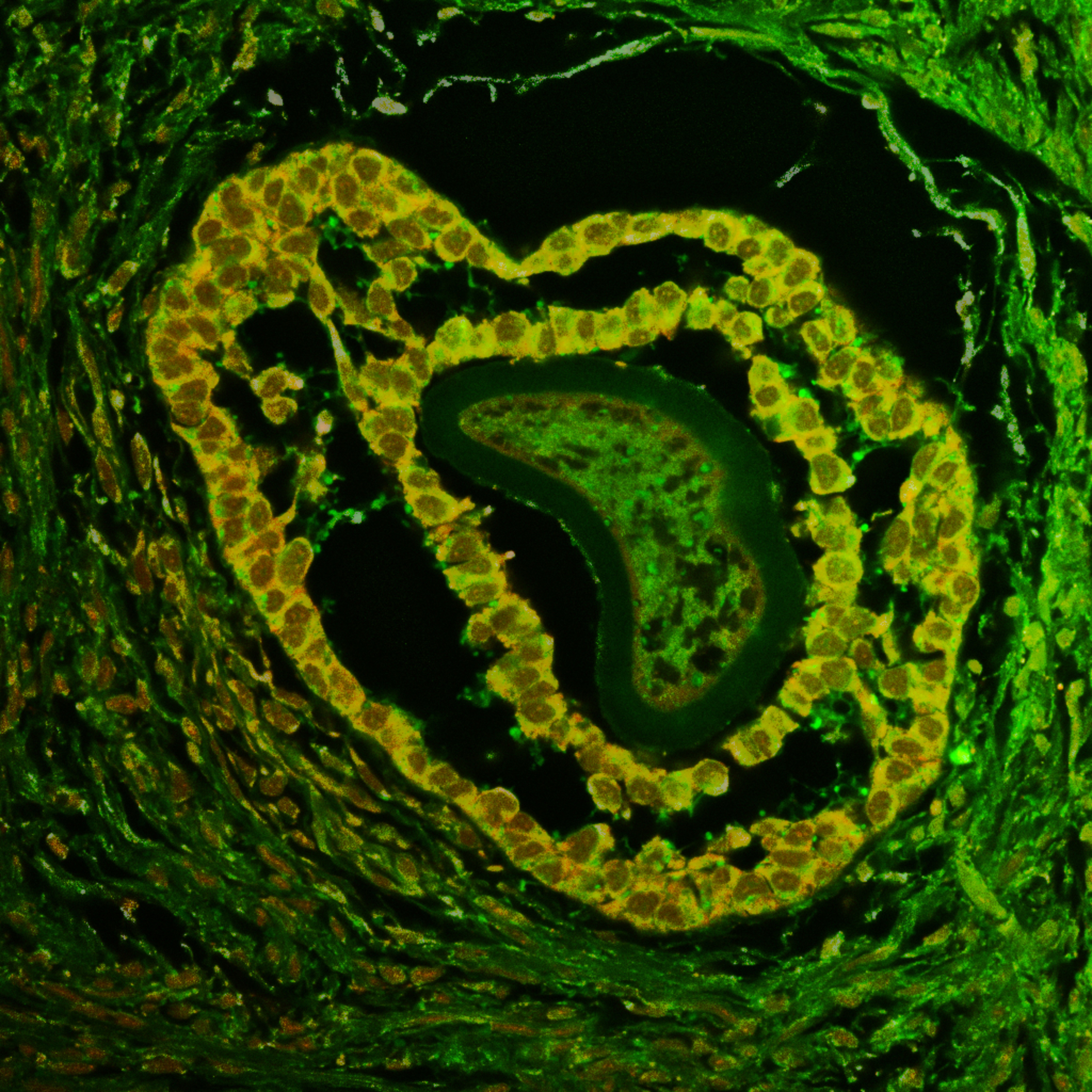 Arte sob o Microscópio