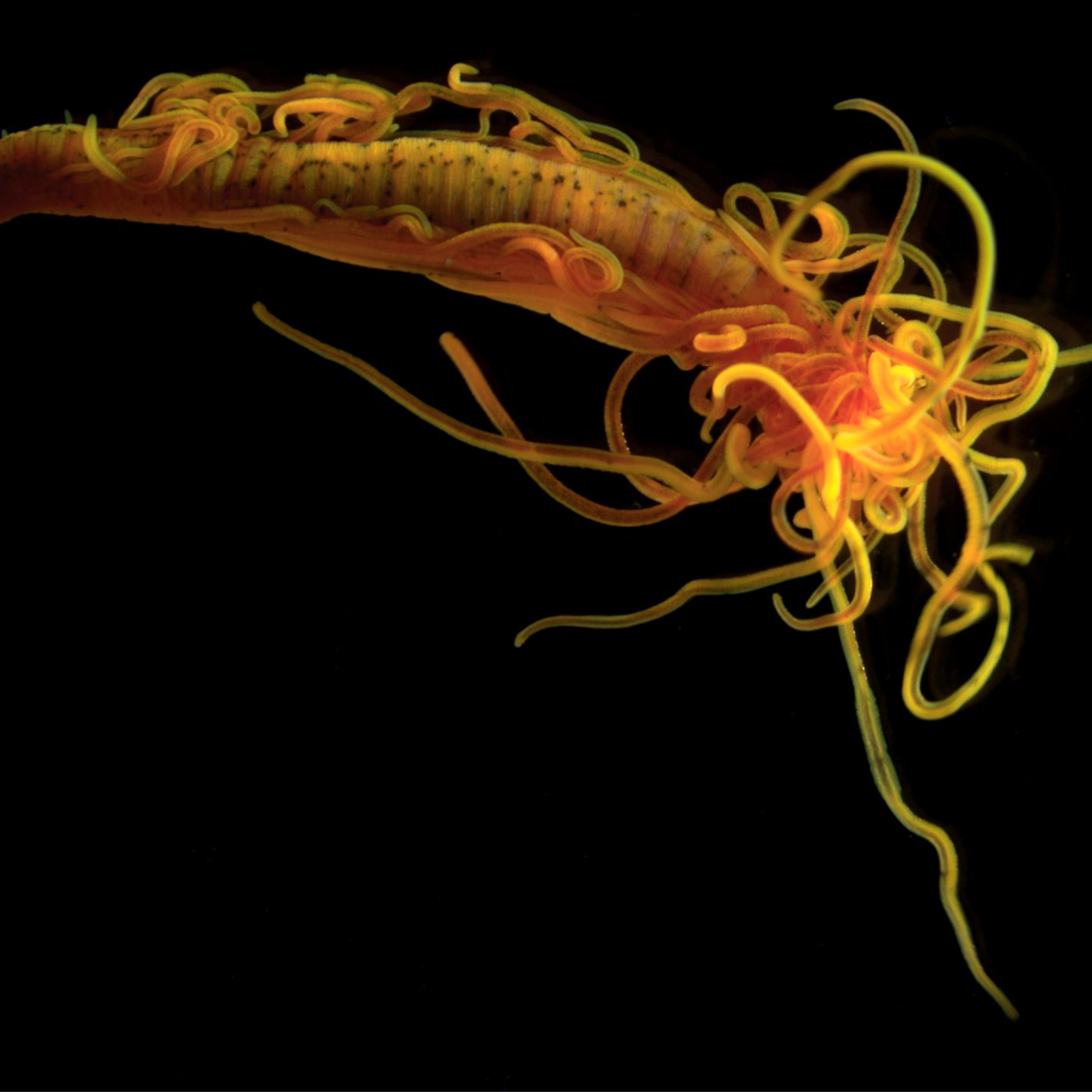 Arte sob o Microscópio