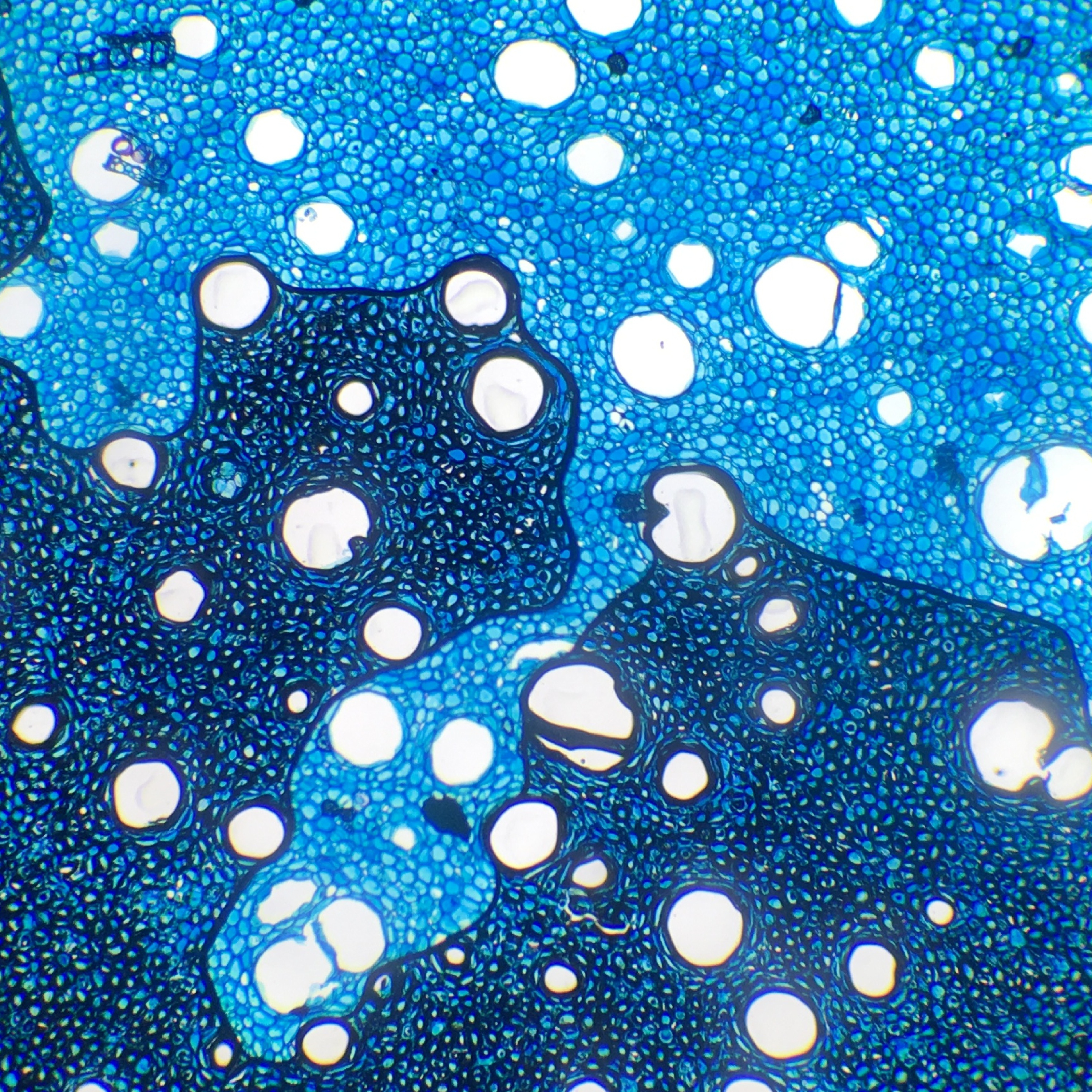 Arte sob o Microscópio
