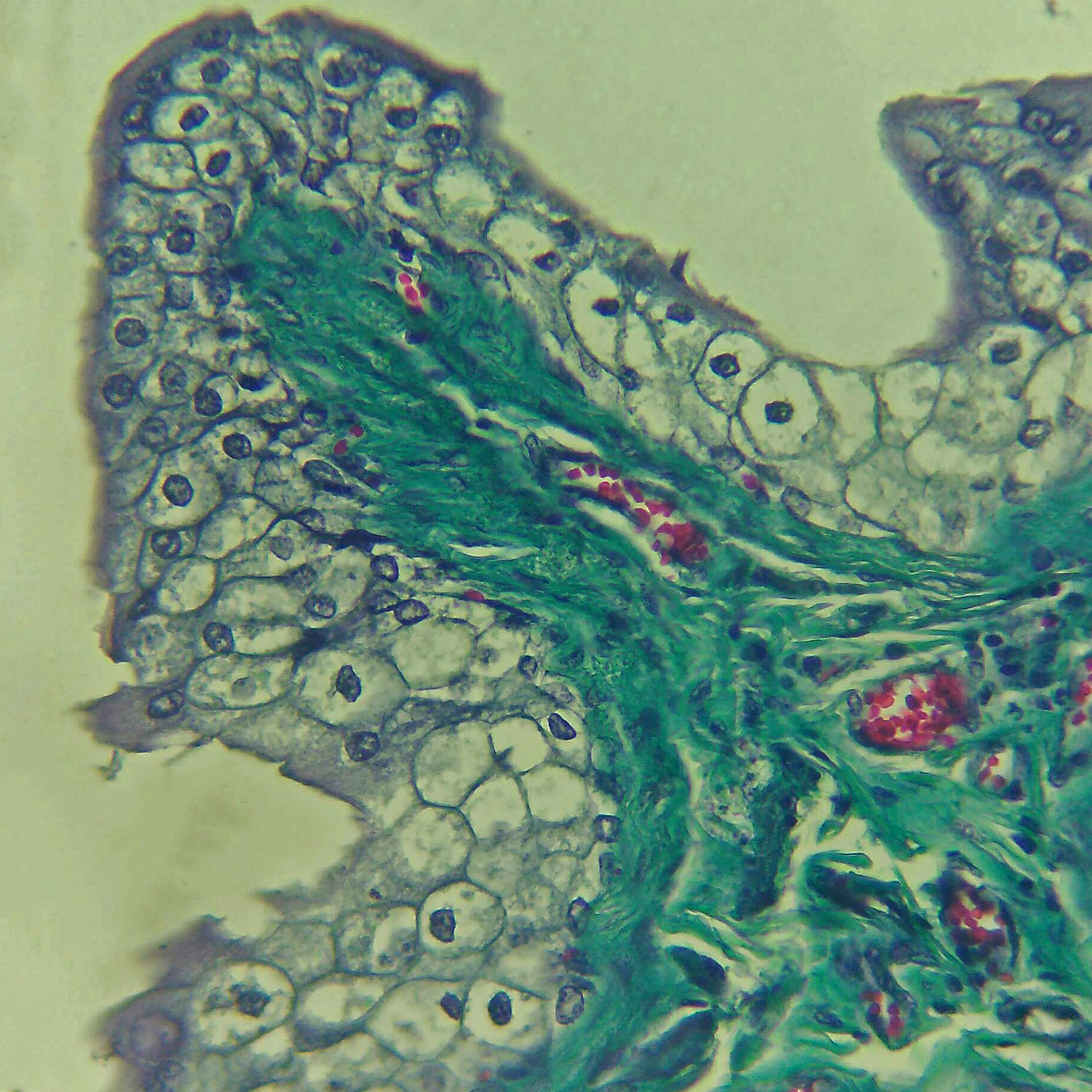 Arte sob o Microscópio