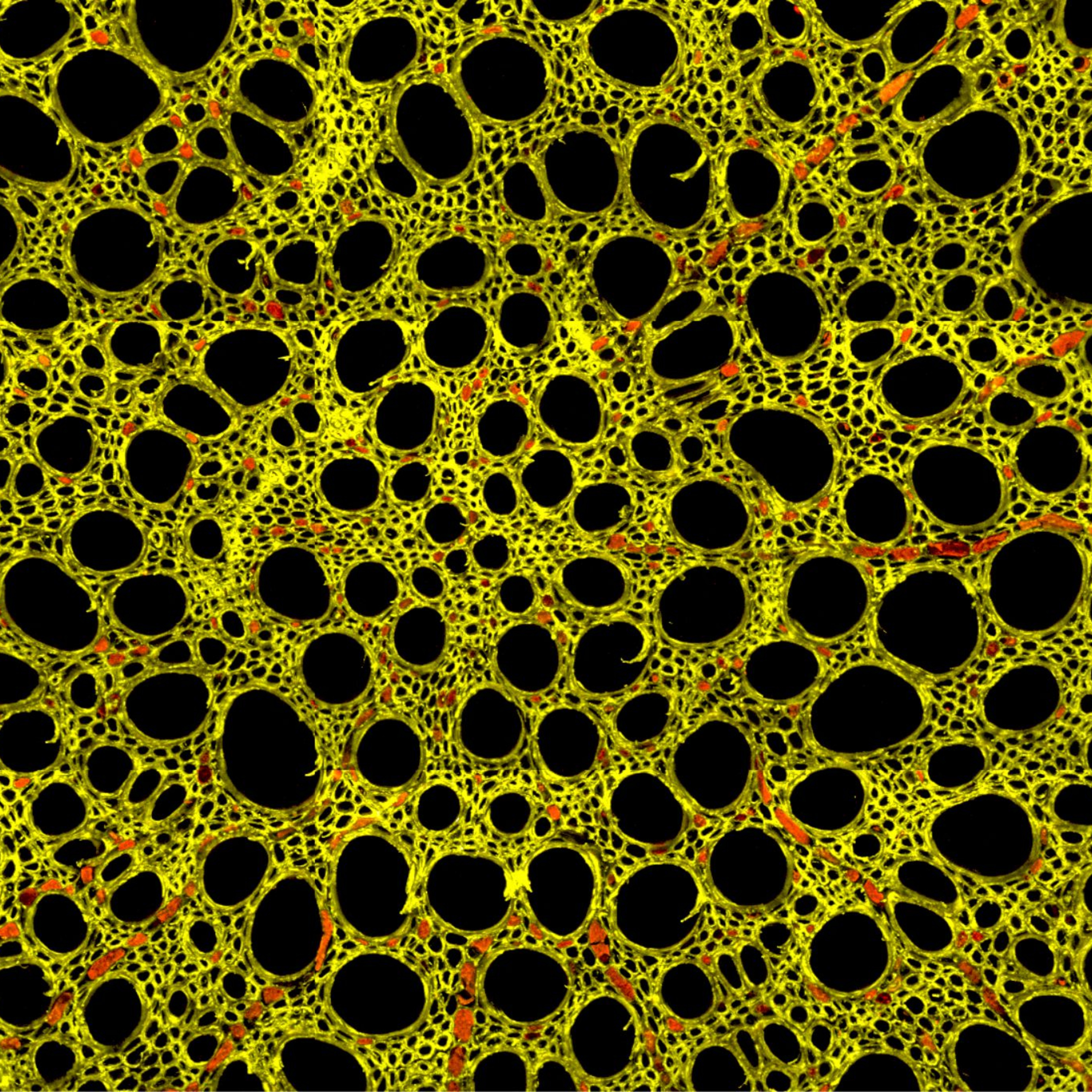 Arte sob o Microscópio