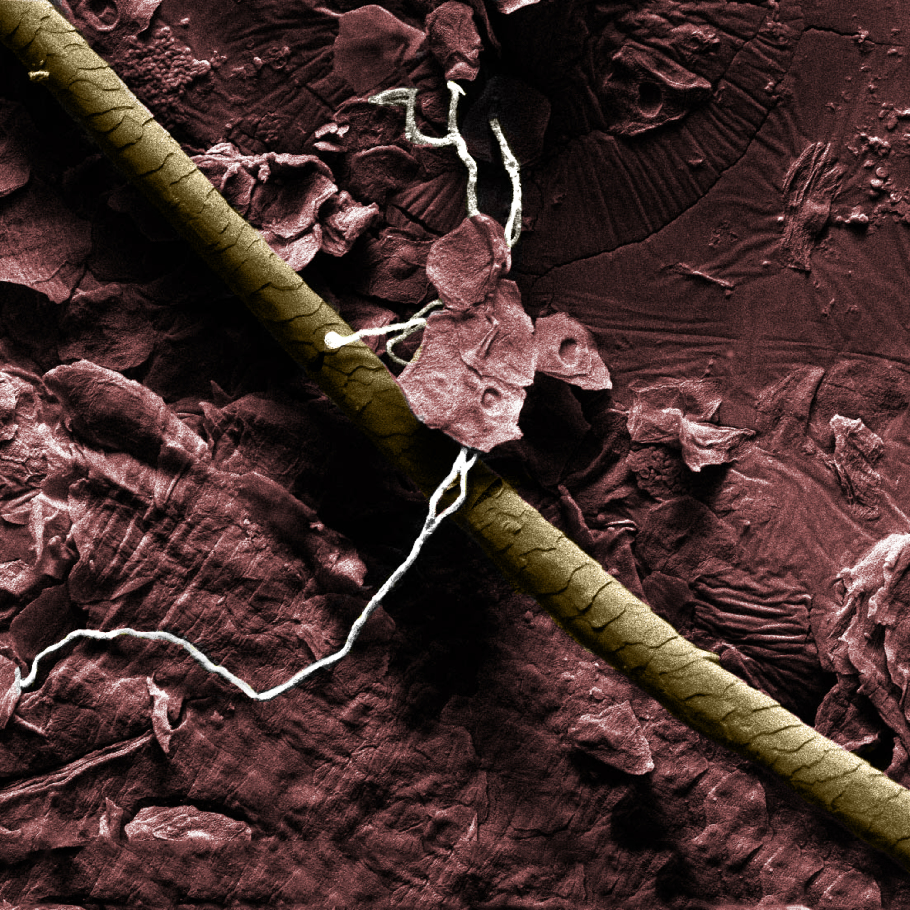 Arte sob o Microscópio