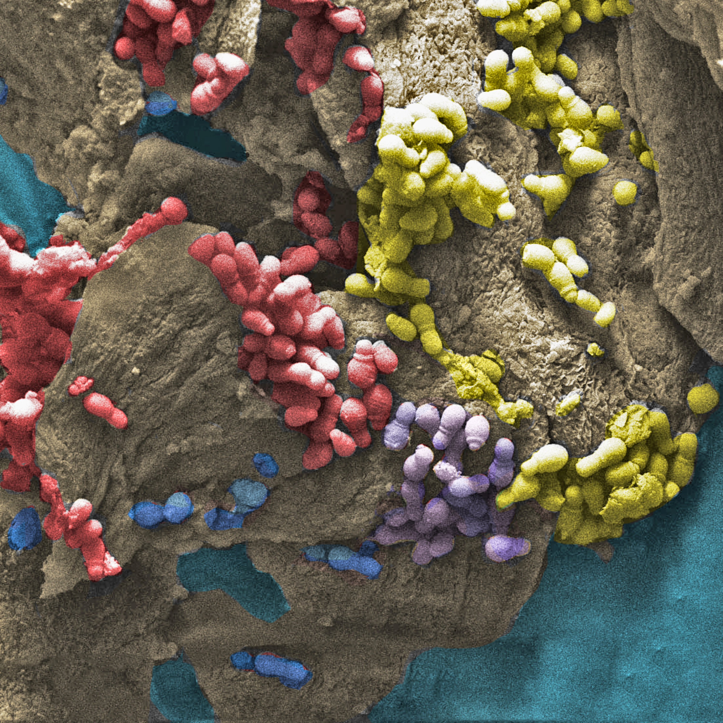 Arte sob o Microscópio