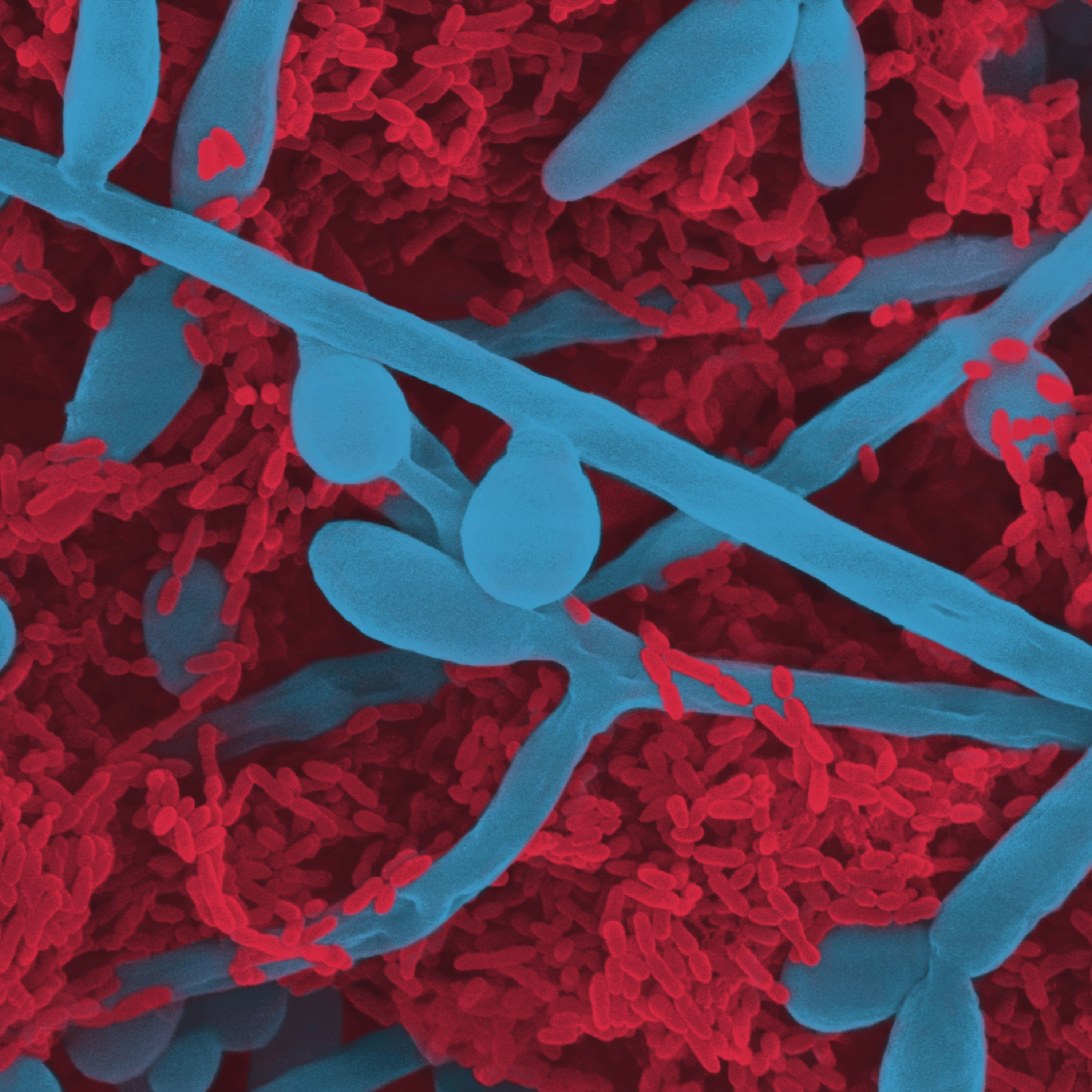 Arte sob o Microscópio