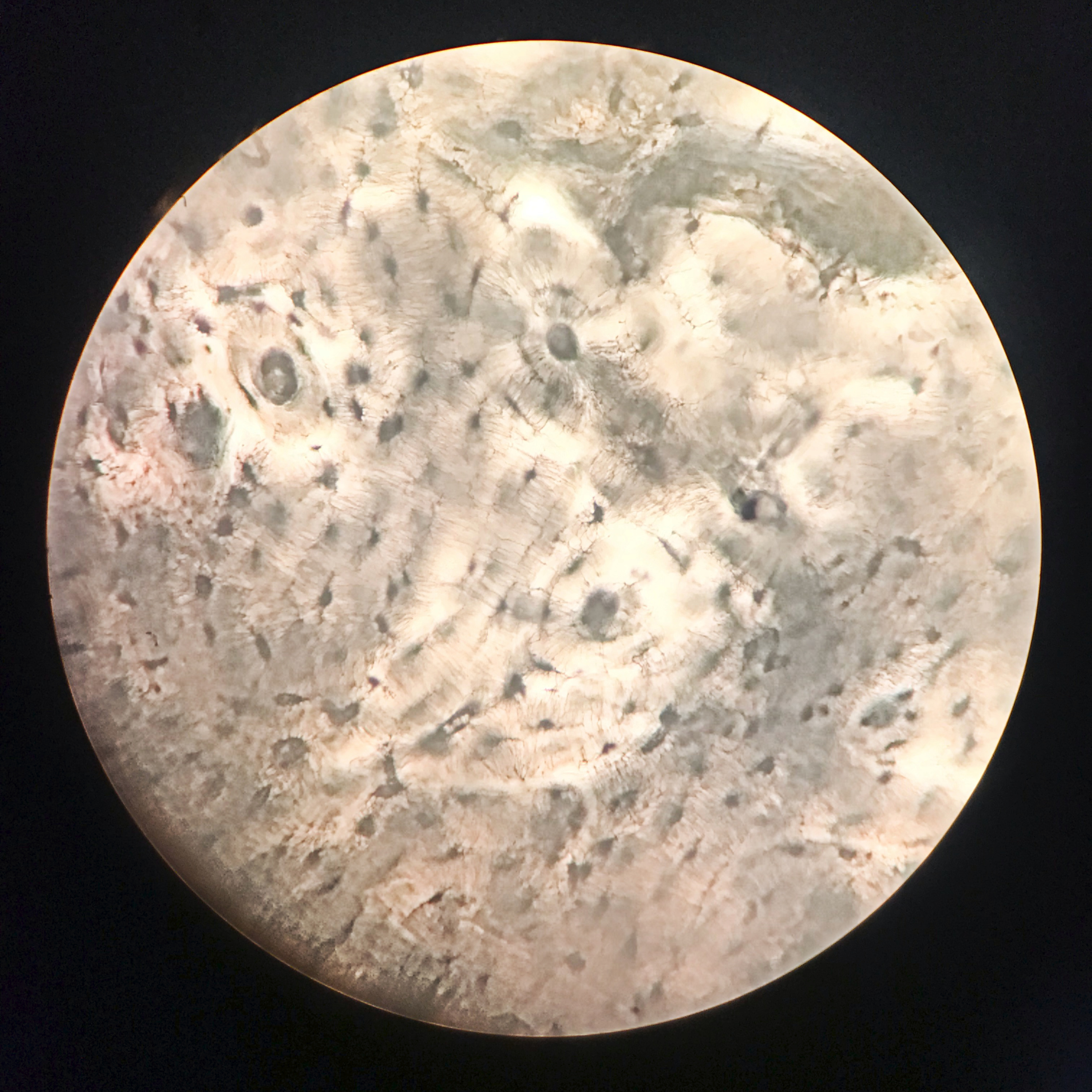 Arte sob o Microscópio