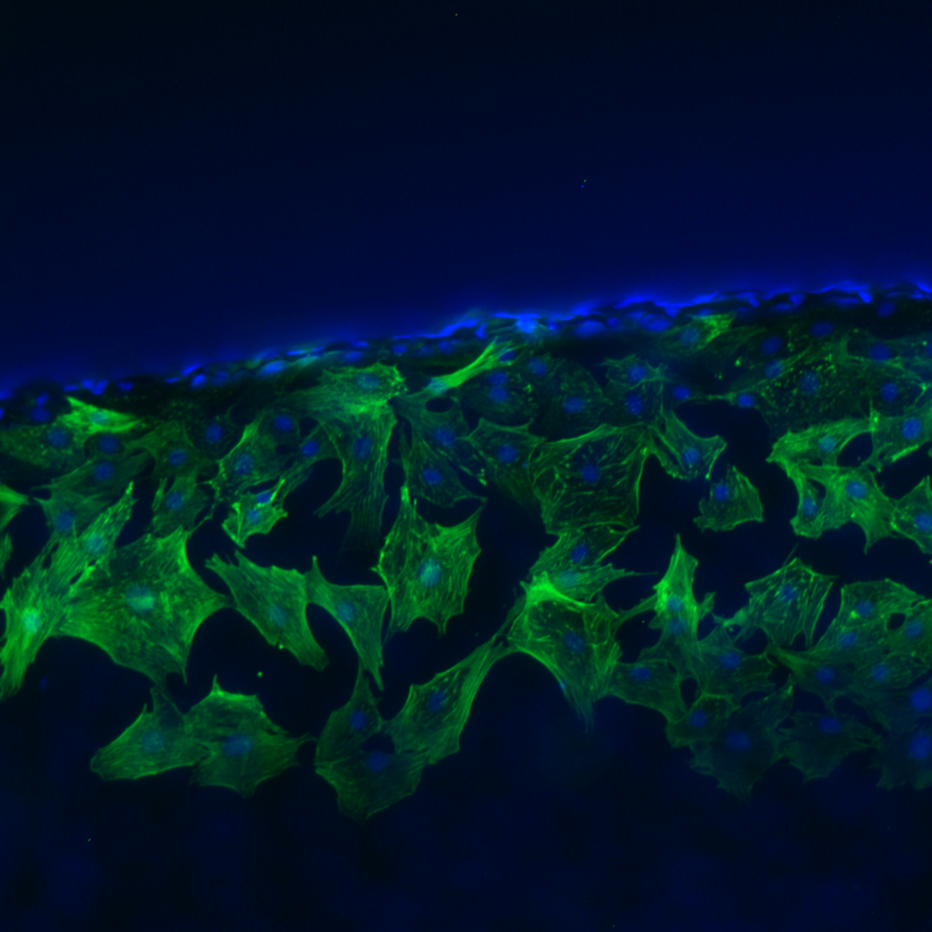 Arte sob o Microscópio