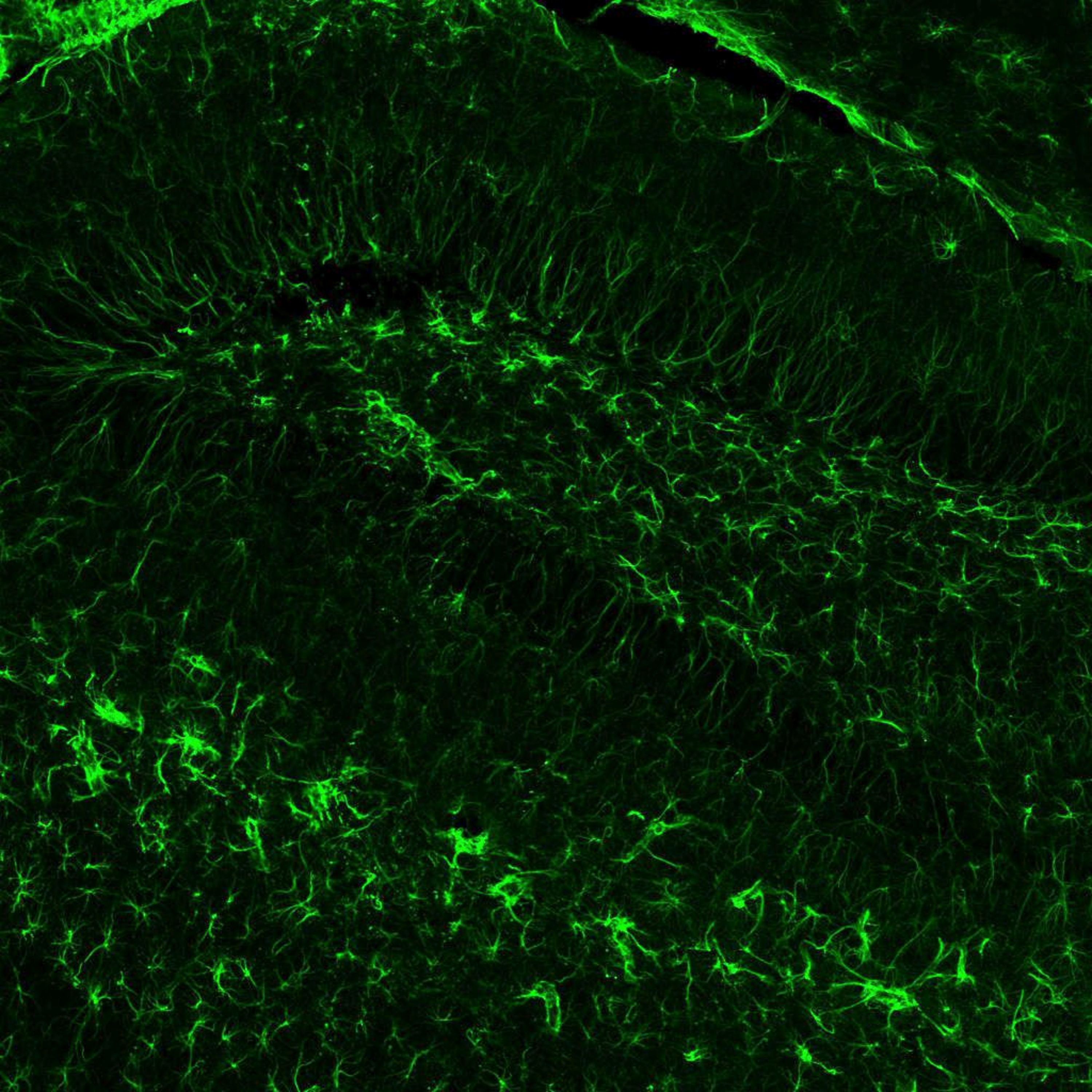 Arte sob o Microscópio