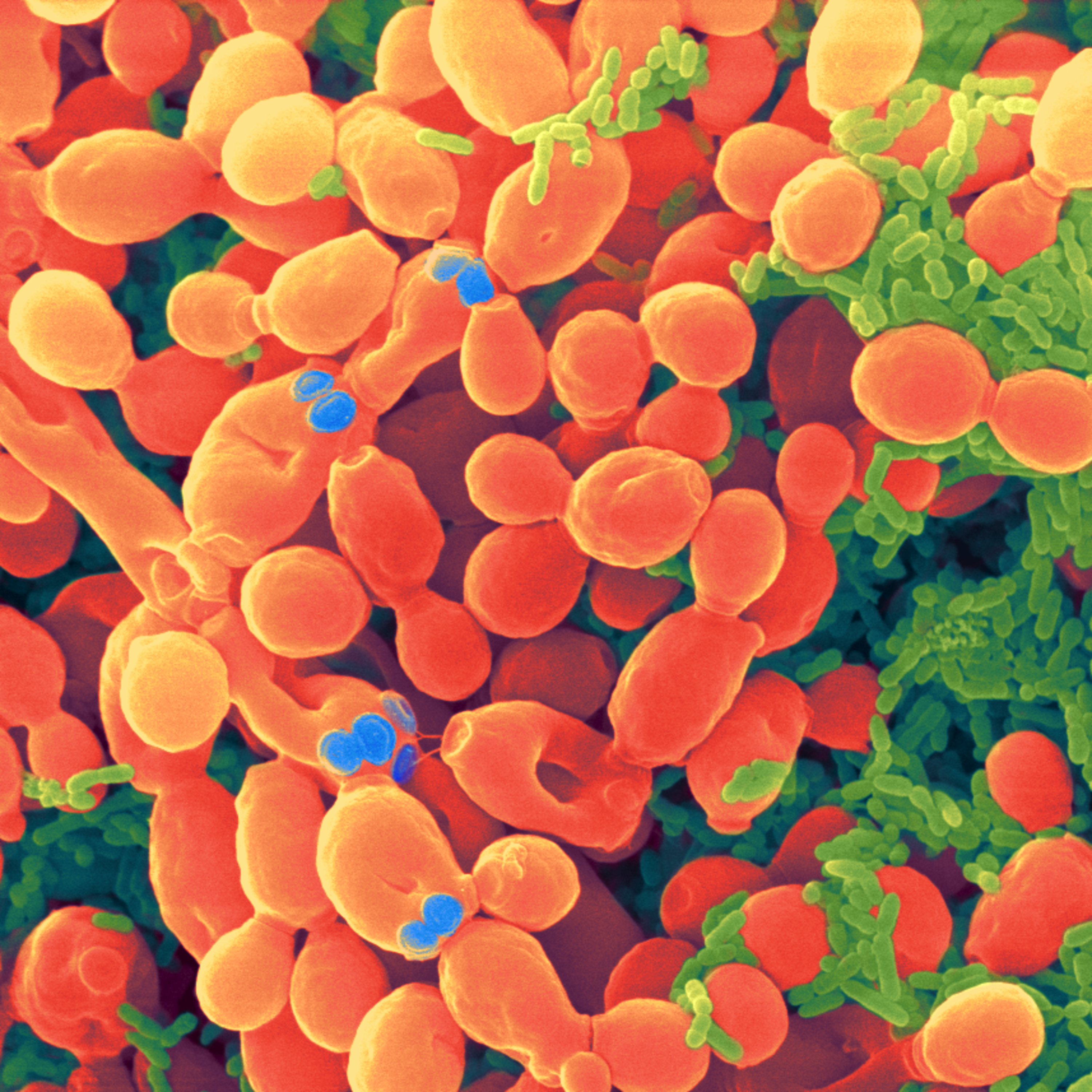 Arte sob o Microscópio