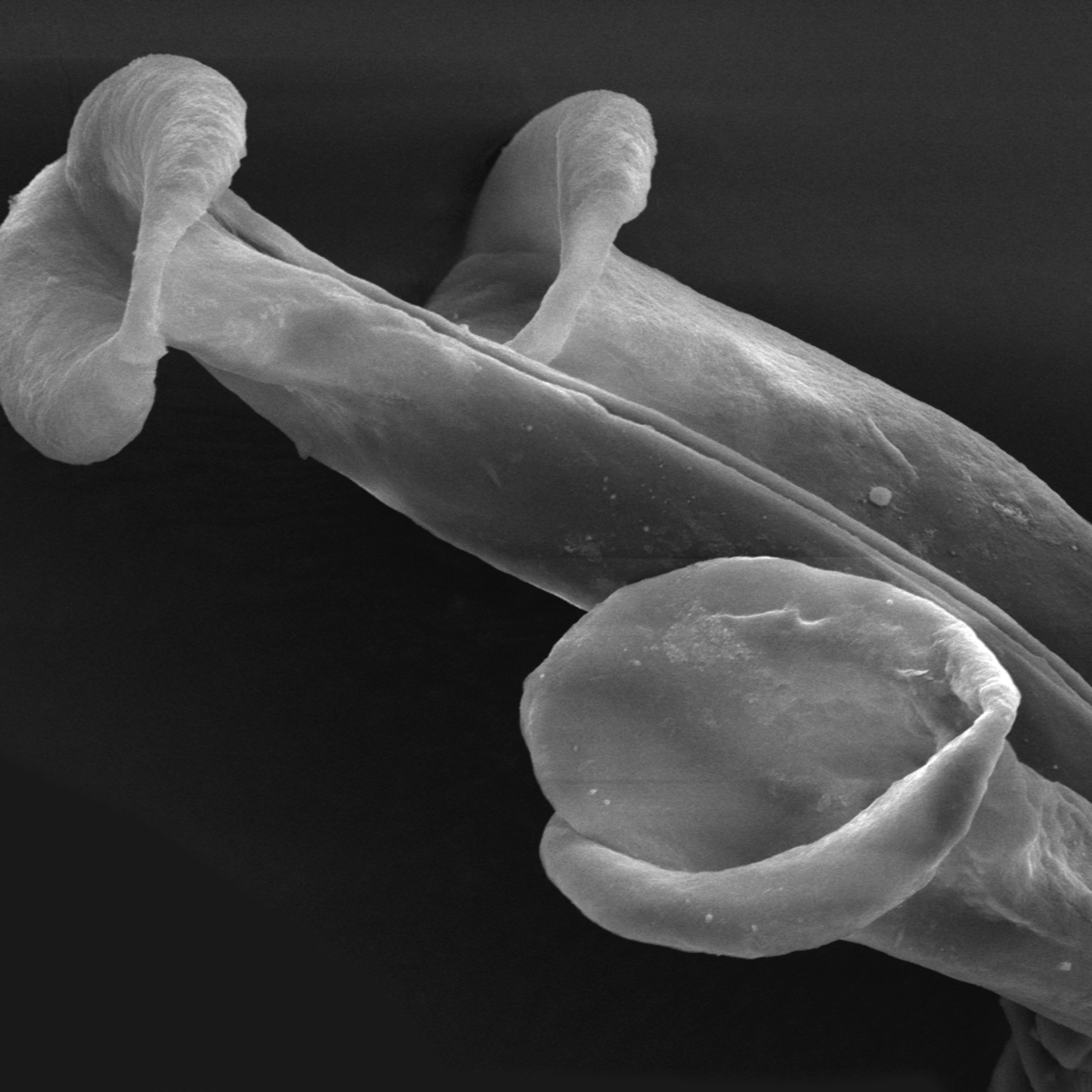 Arte sob o Microscópio