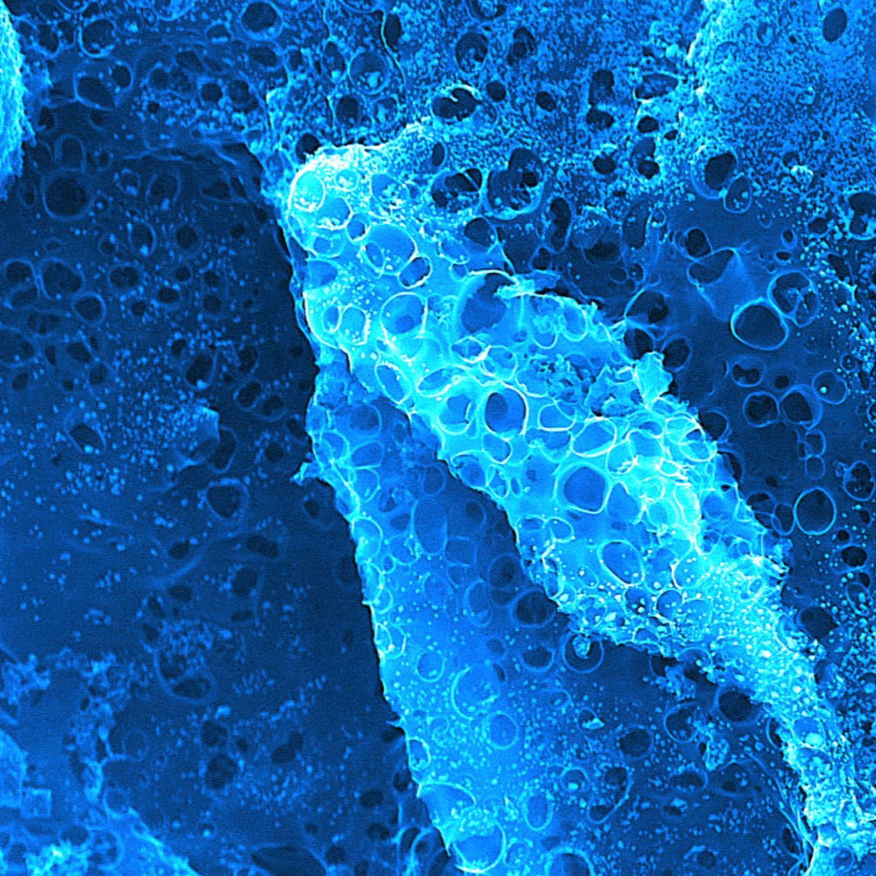 Arte sob o Microscópio