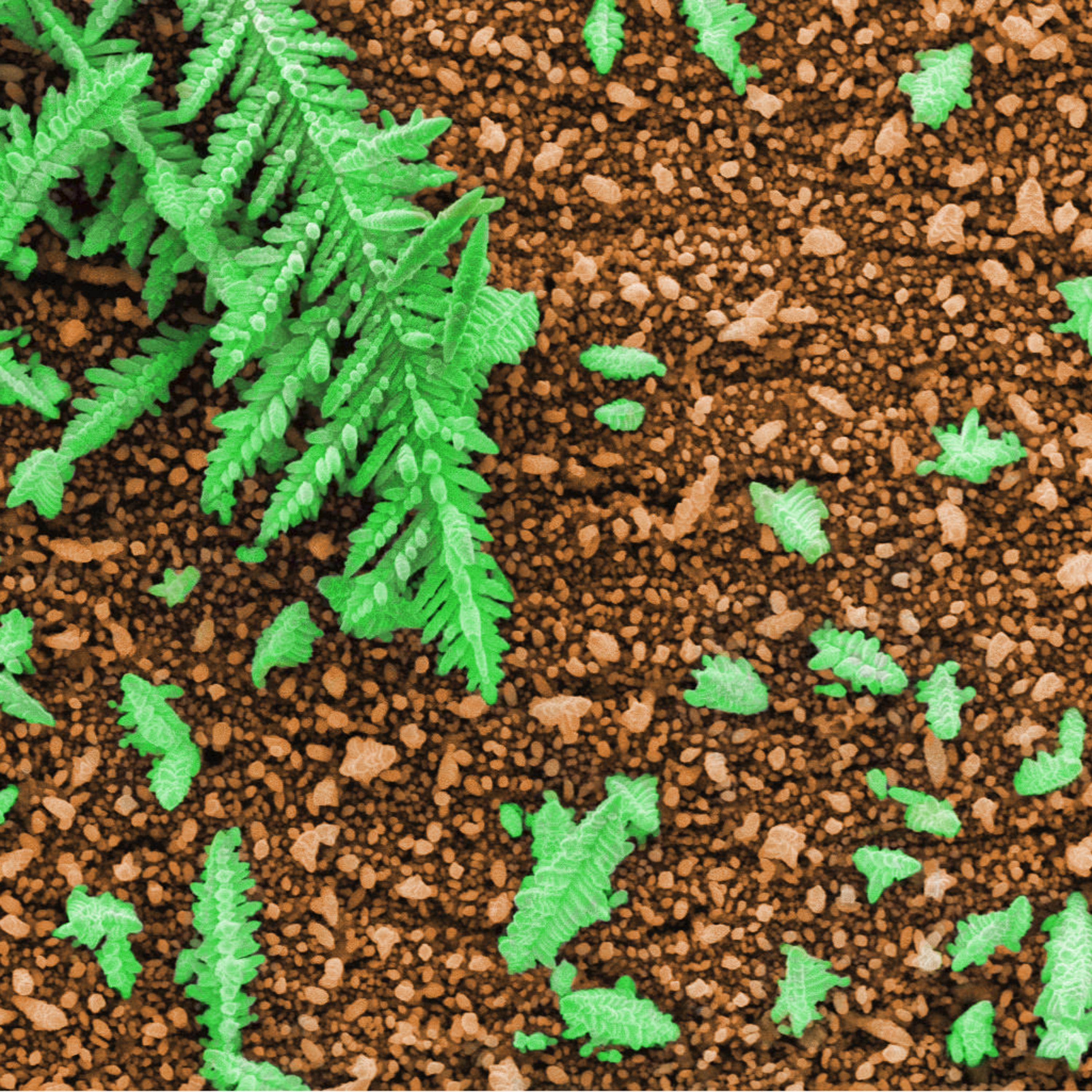 Arte sob o Microscópio