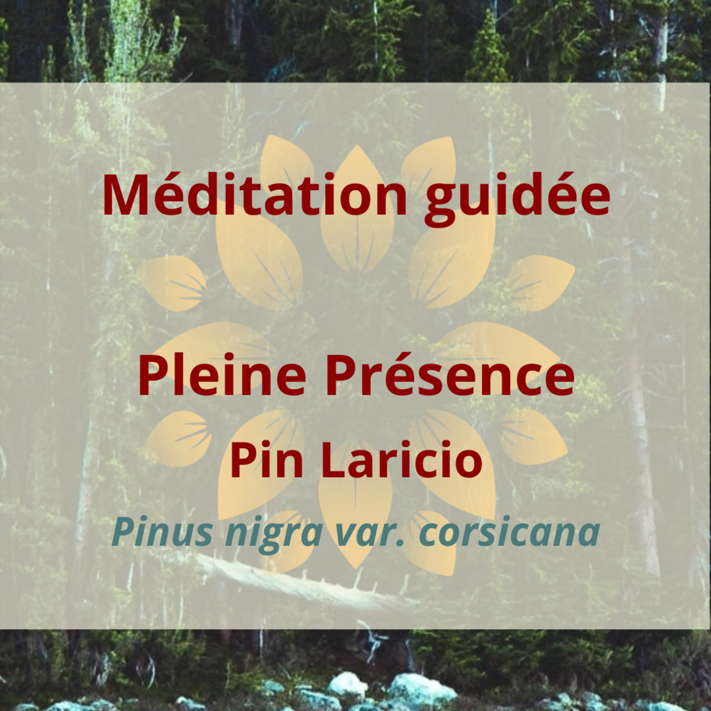 L\'Arbre Sacré | L\'Inspir Aroma