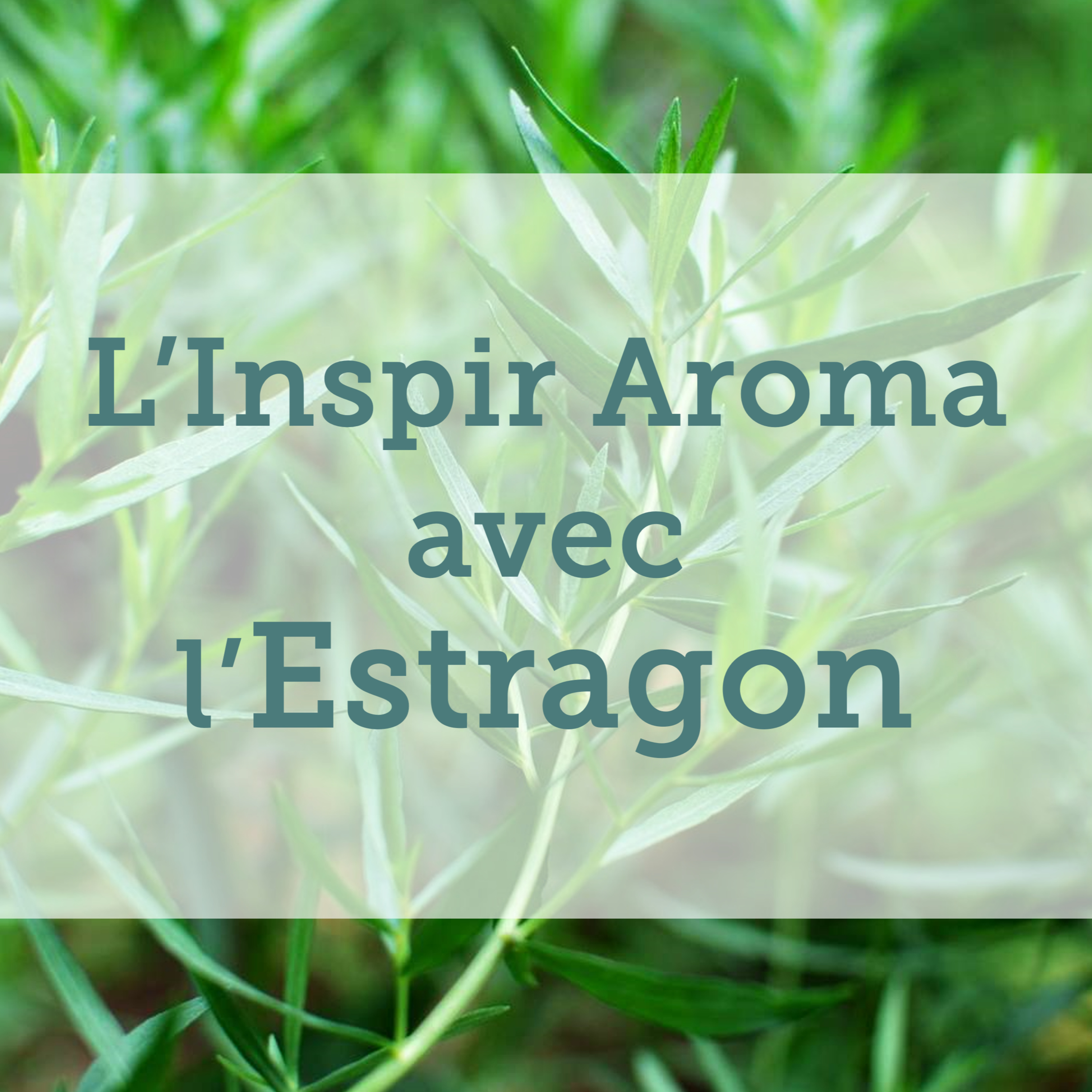 L\'Arbre Sacré | L\'Inspir Aroma
