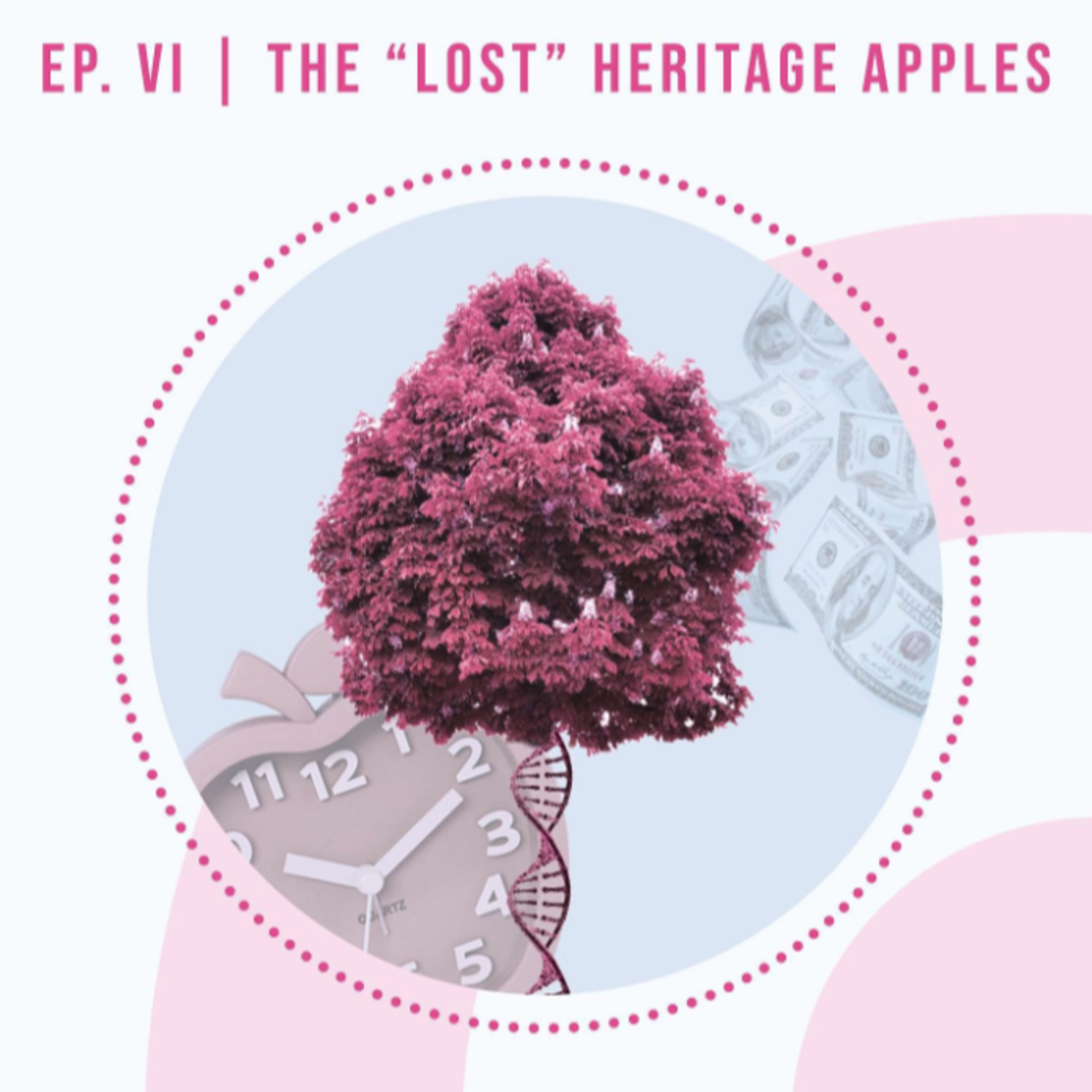 The "Lost" Heritage Apples episode artwork