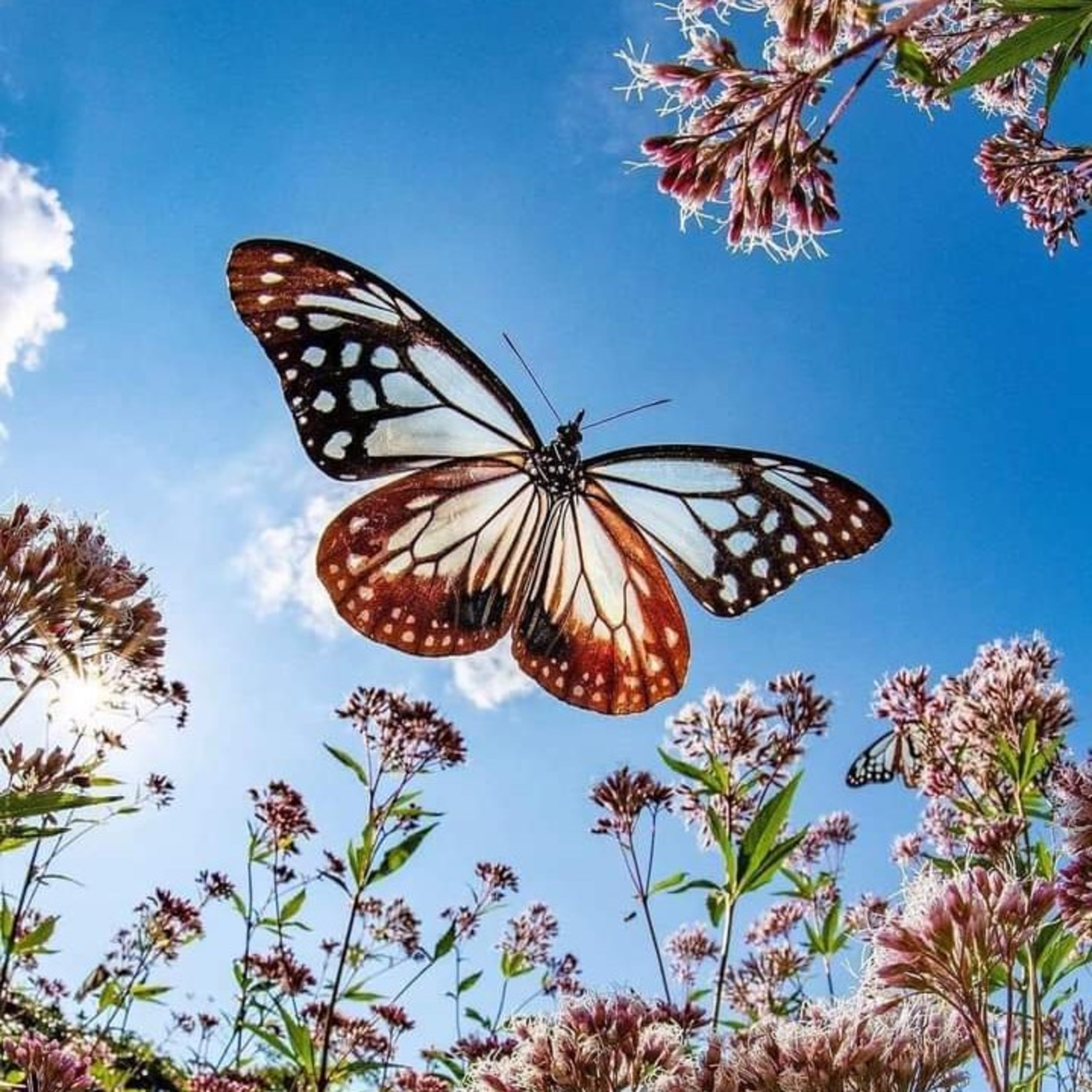 She Has Wings With Andrea Bentley