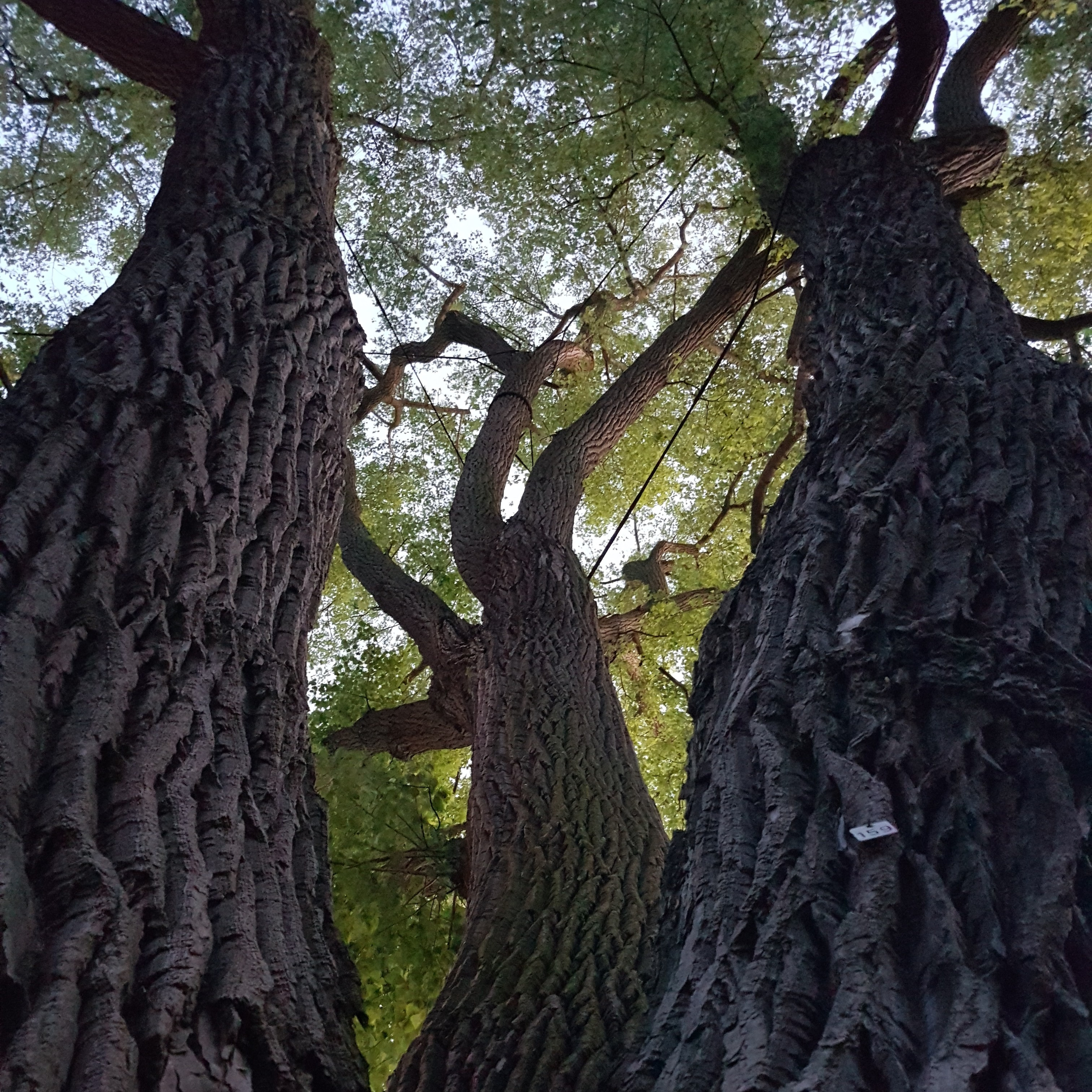 Let's be like trees protective and peaceful make more stable the world episode artwork