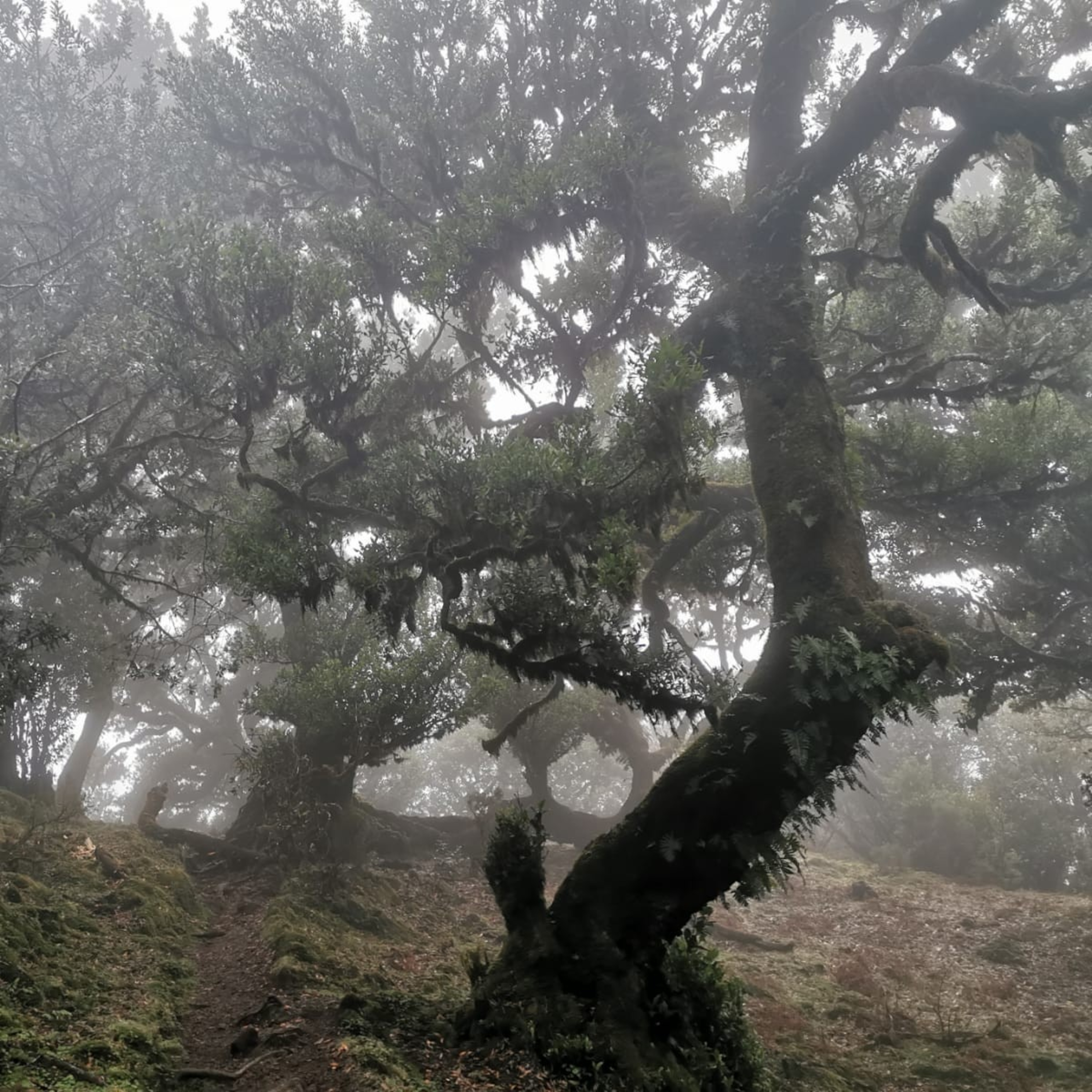 Come with me to the trees wisdom of old age and passions episode artwork