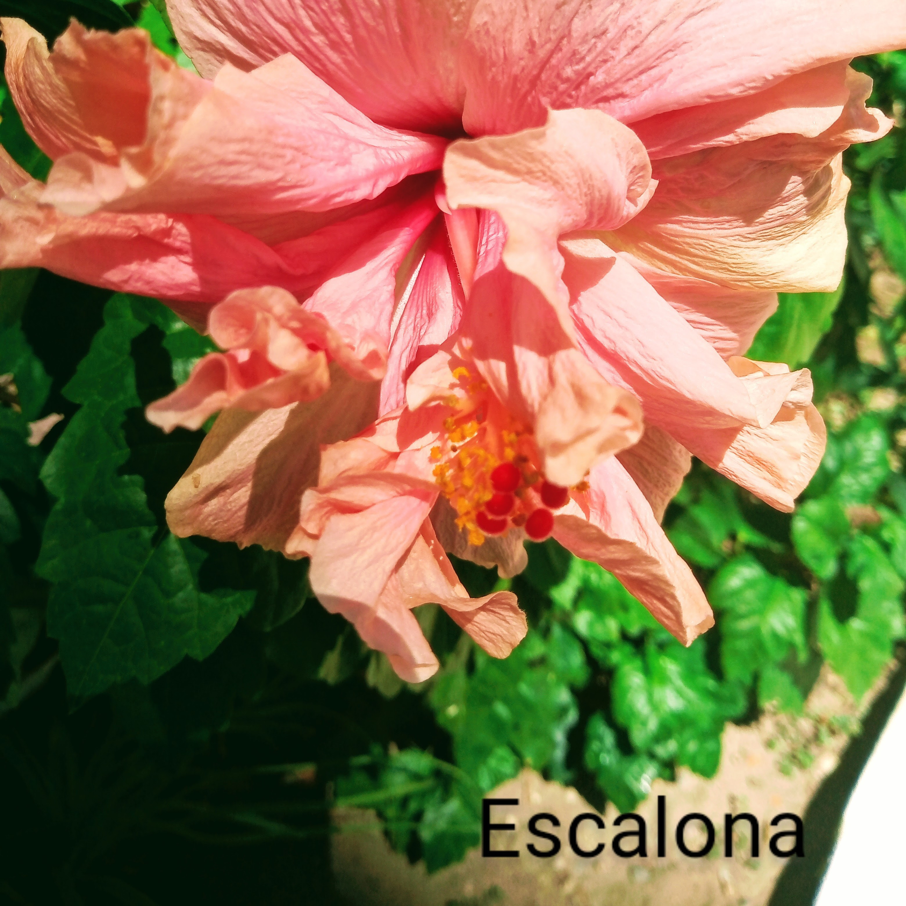 Escalona EscritorPoesia Filosofía Seduccion